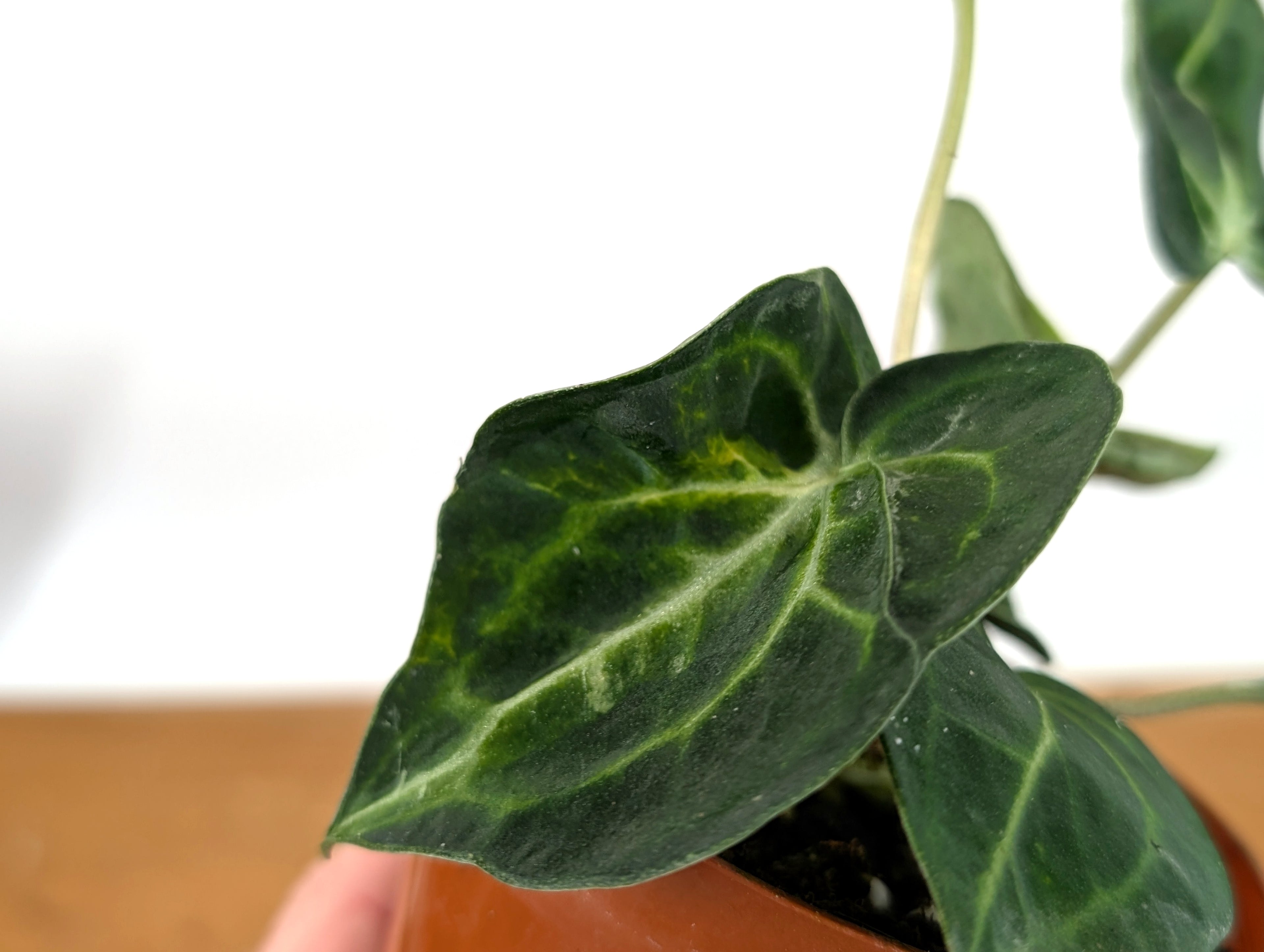 Anthurium Clarinervium Variegated Exact Plant