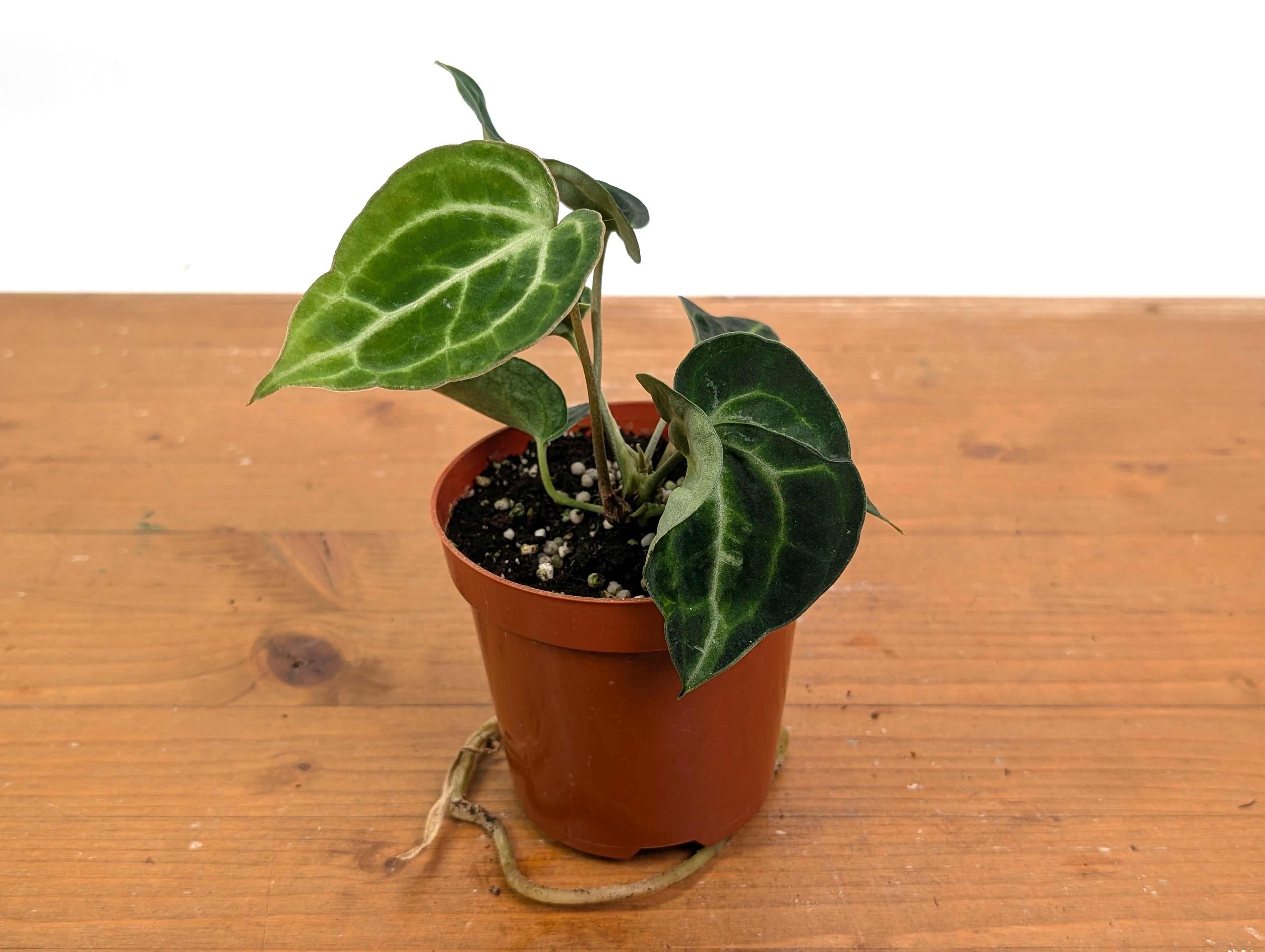 Anthurium Clarinervium Variegated Exact Plant