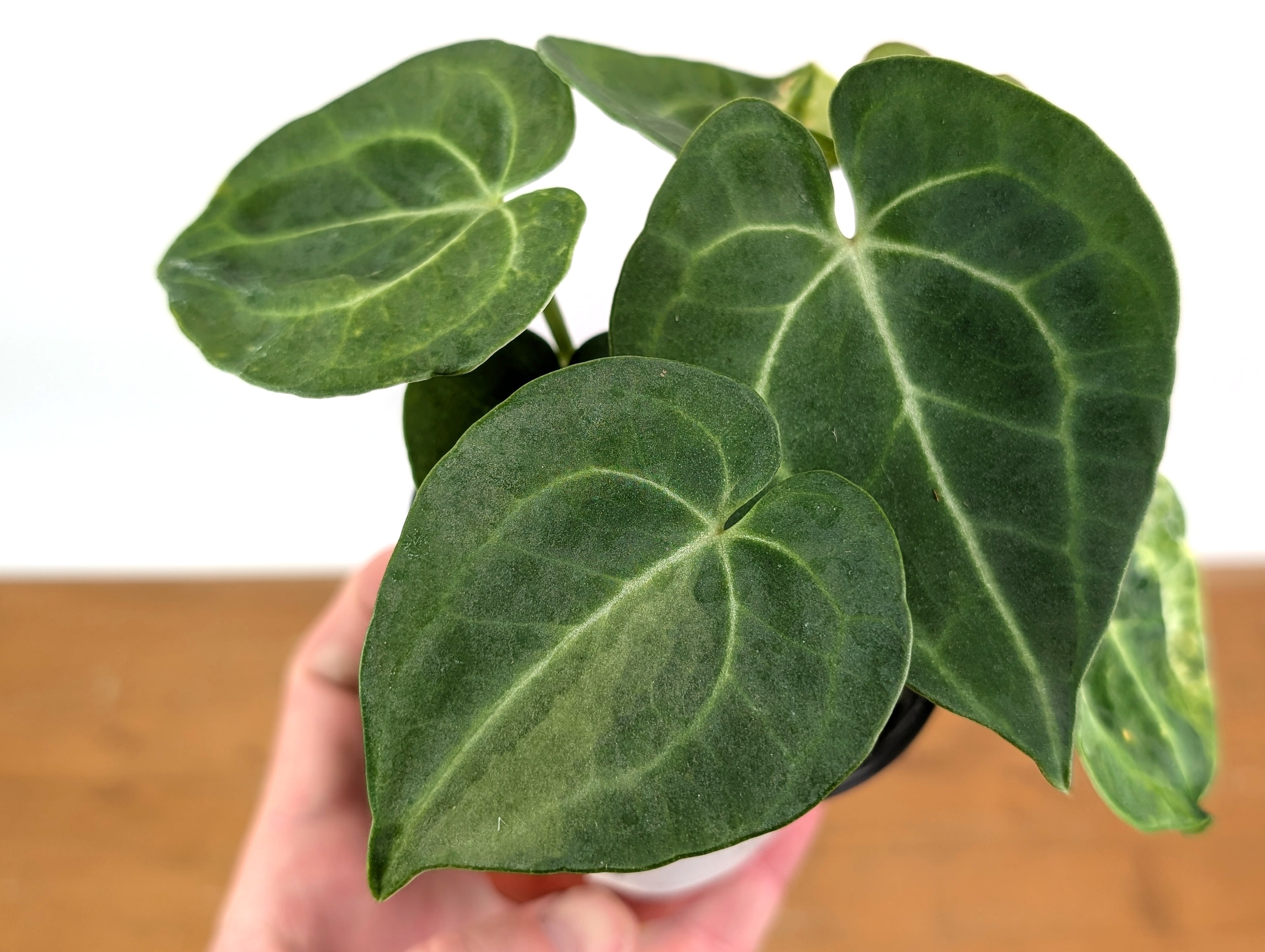 Anthurium Clarinervium Variegated Exact Plant