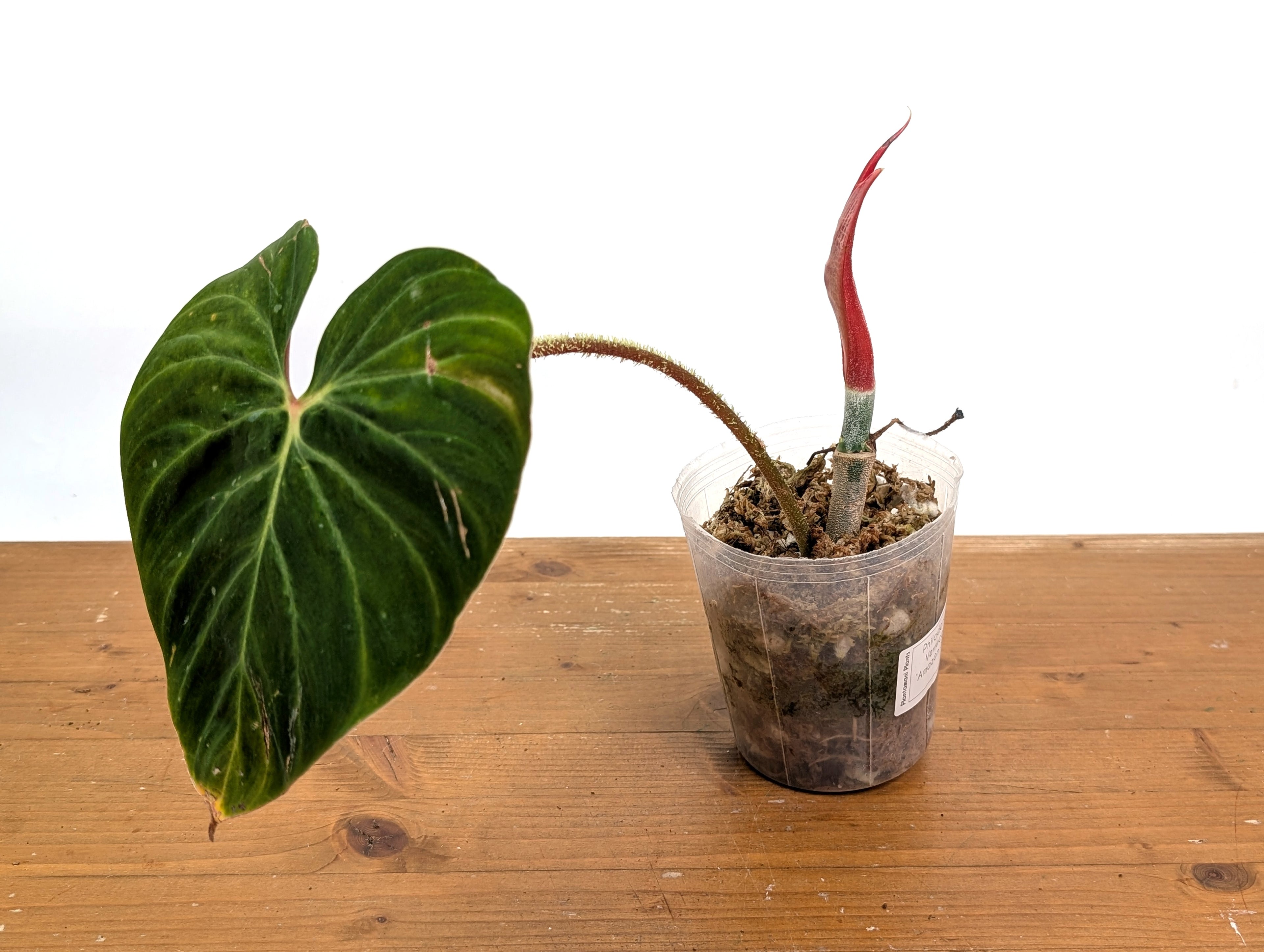 Philodendron Verrucosum &