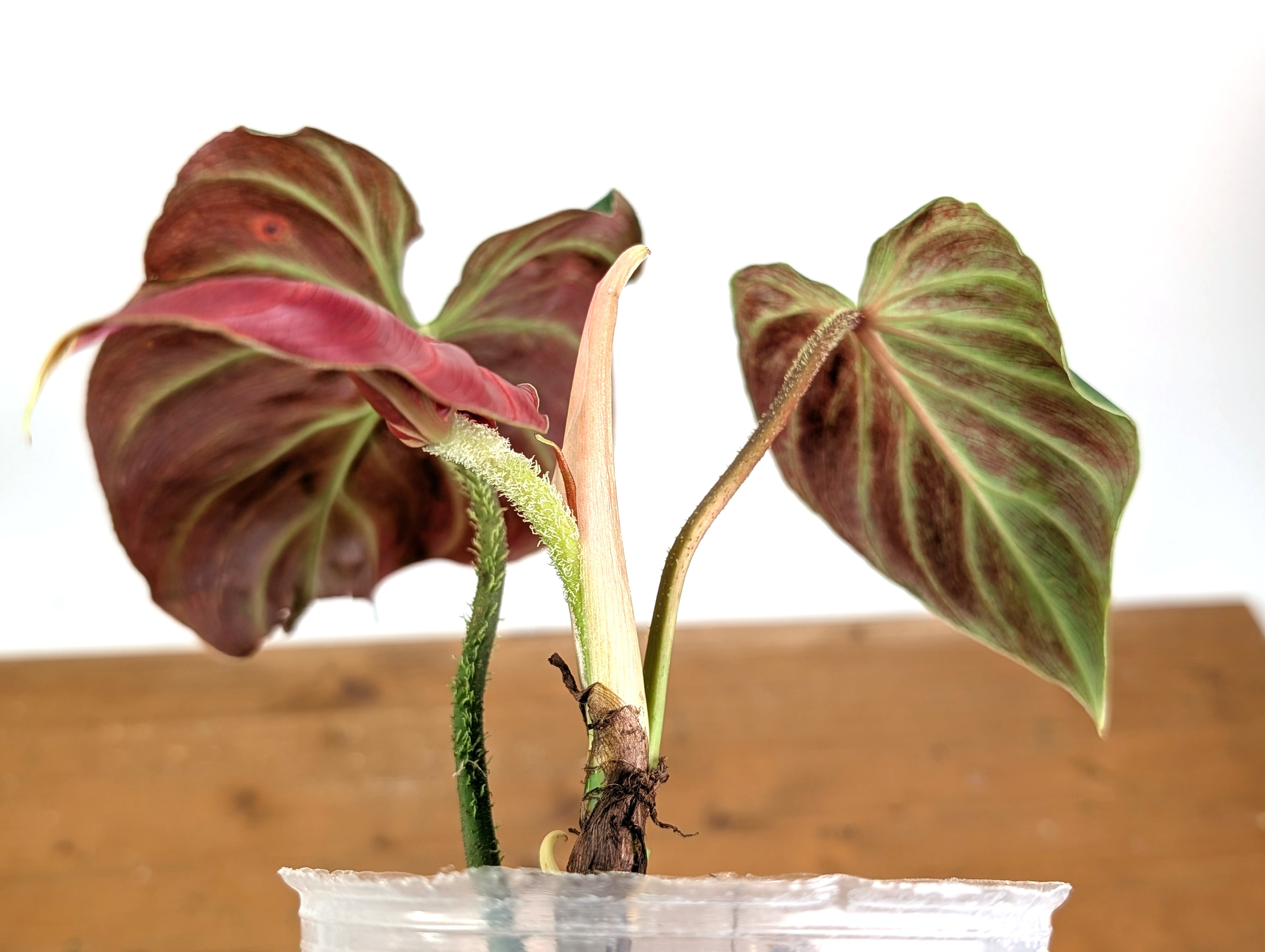 Philodendron Verrucosum &