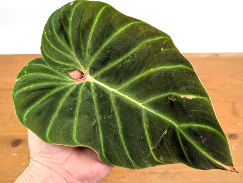 Philodendron Verrucosum 'Amazon Sunset Iricolor'
