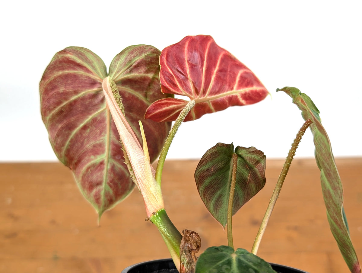 Philodendron Verrucosum 'Amazon Sunset'
