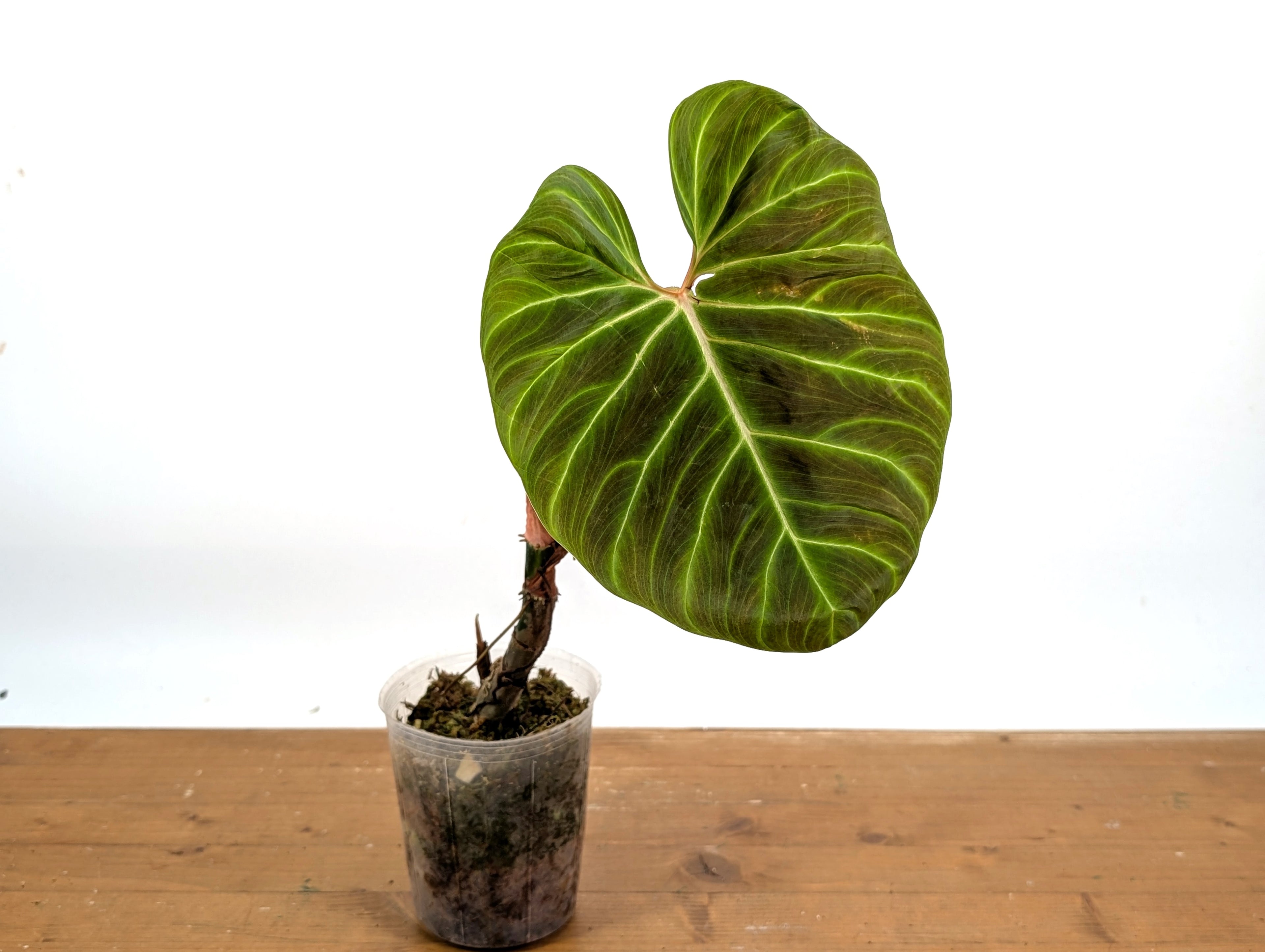 Philodendron Verrucosum &
