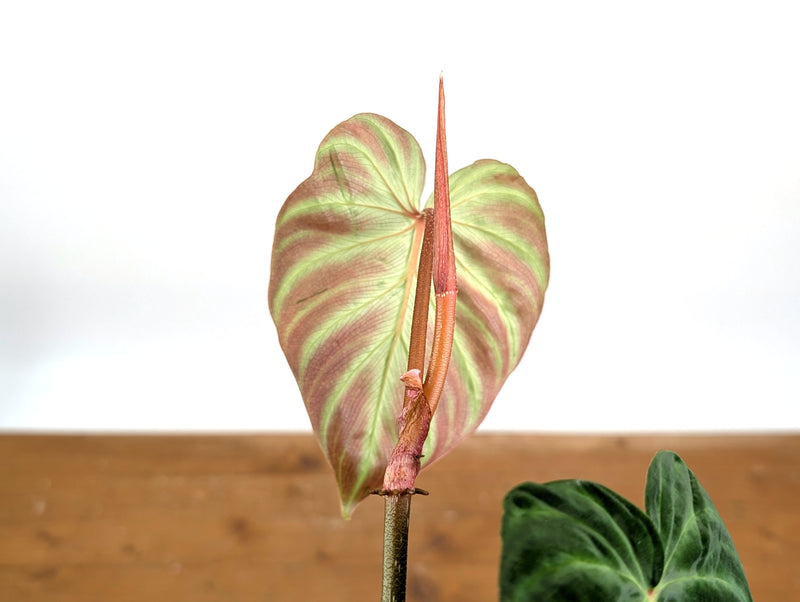 Philodendron Fibrosum x Verrucosum 'Monkey Tail'