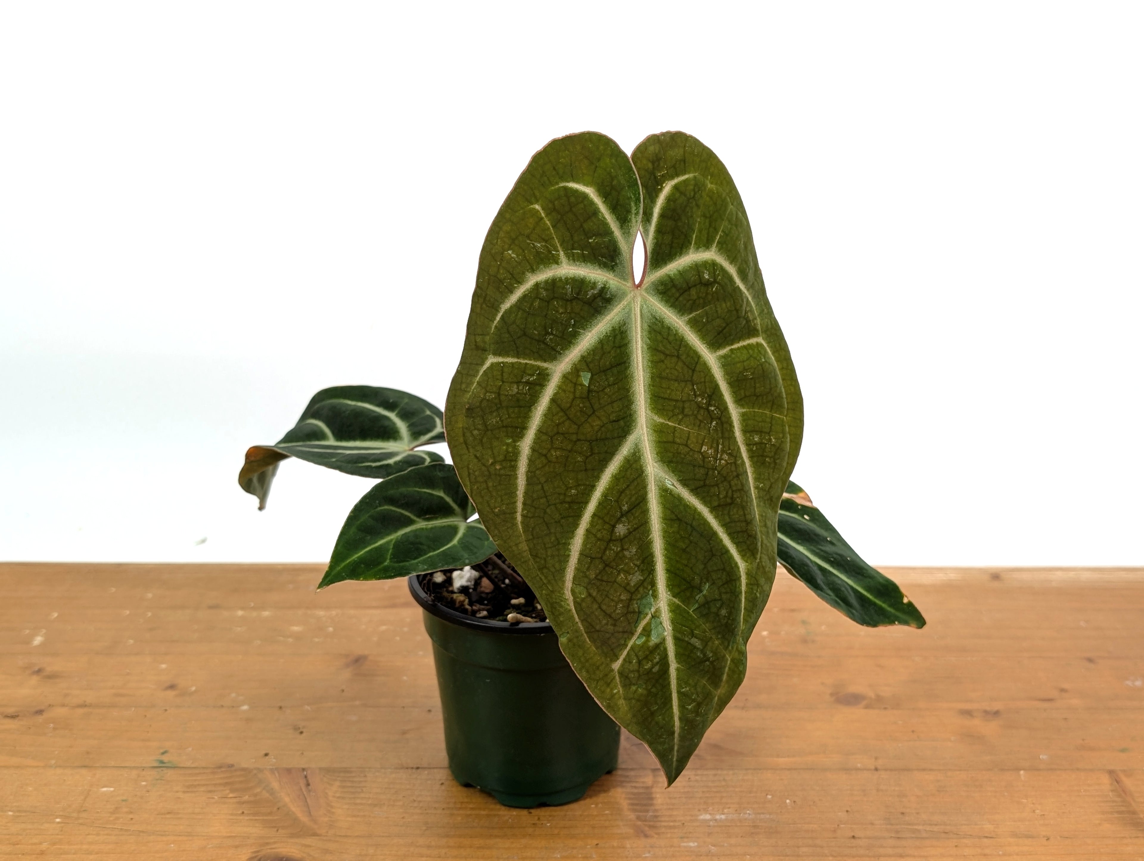 Anthurium Besseae