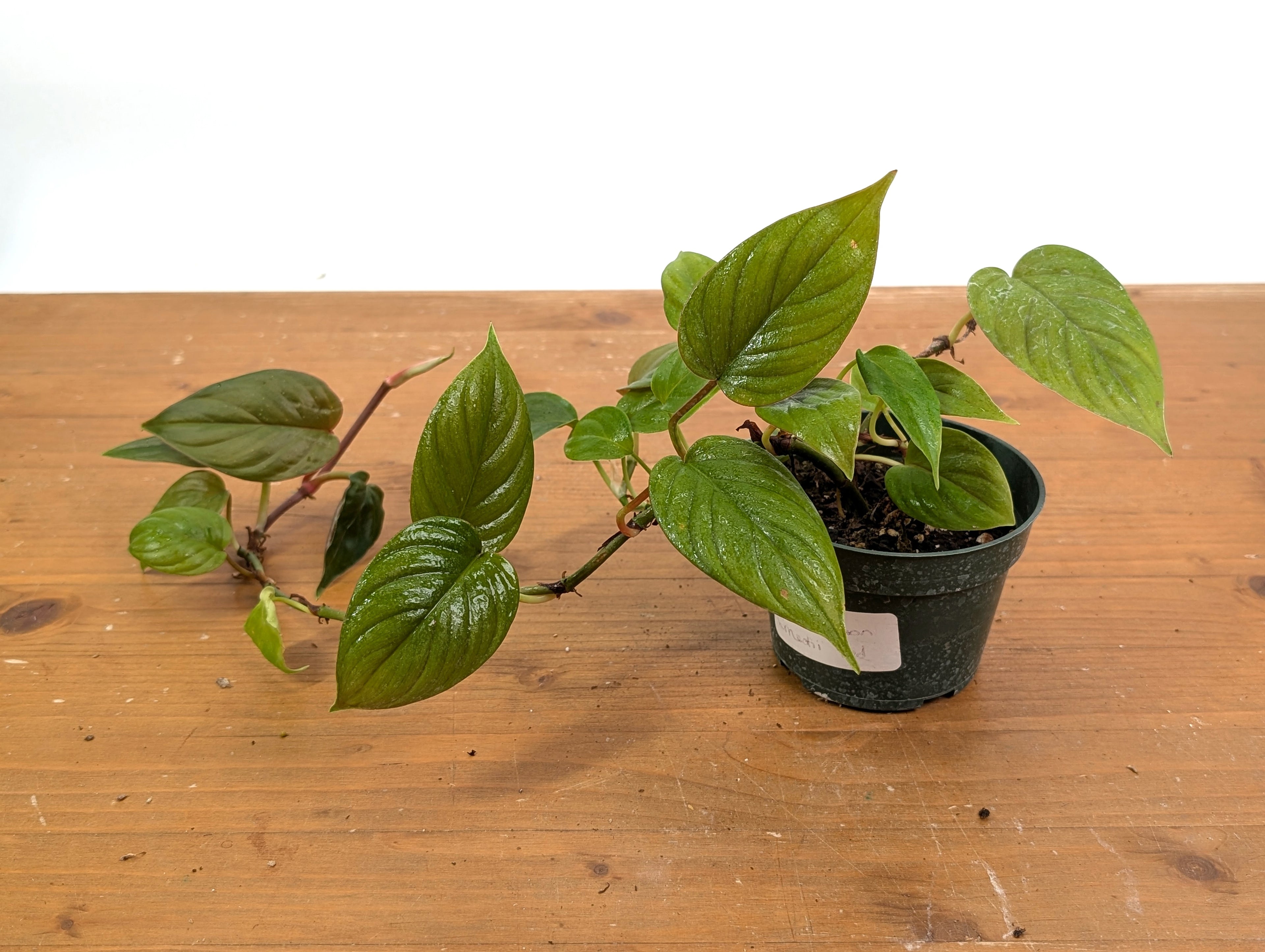 Philodendron Ernestii Red