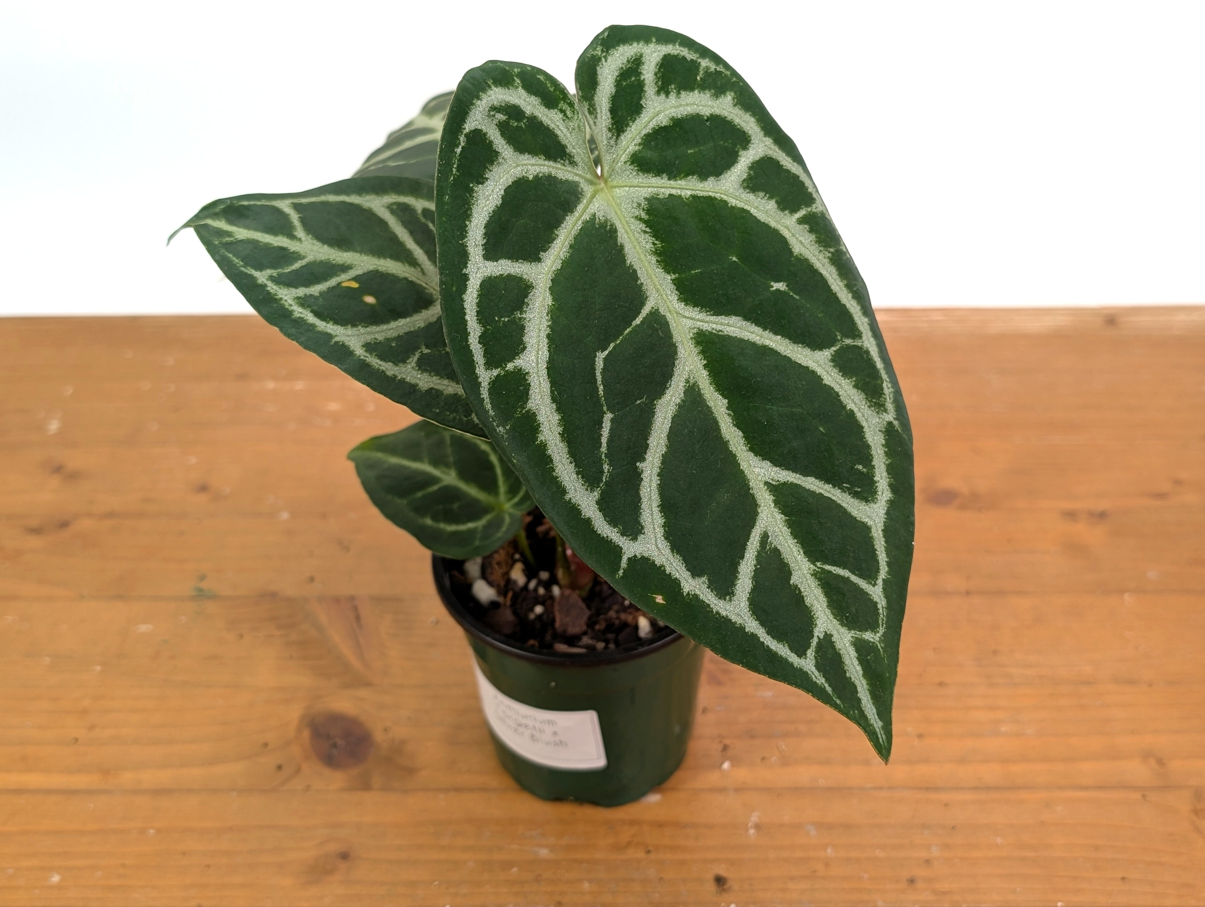 Anthurium Forgetii x Silver Blush