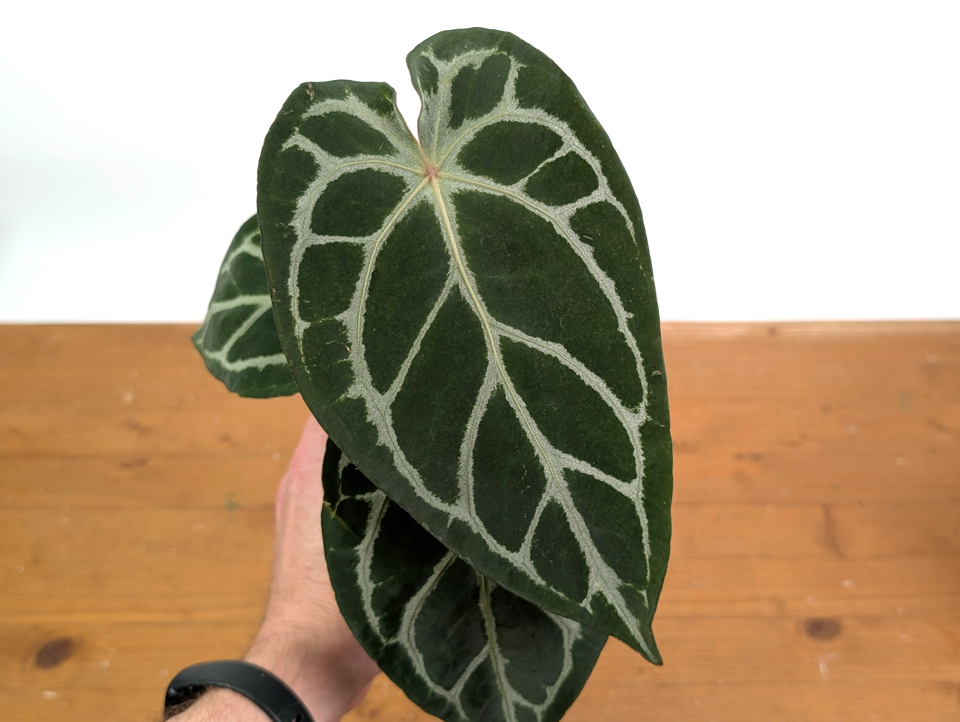 Anthurium Silver Blush x Capibara