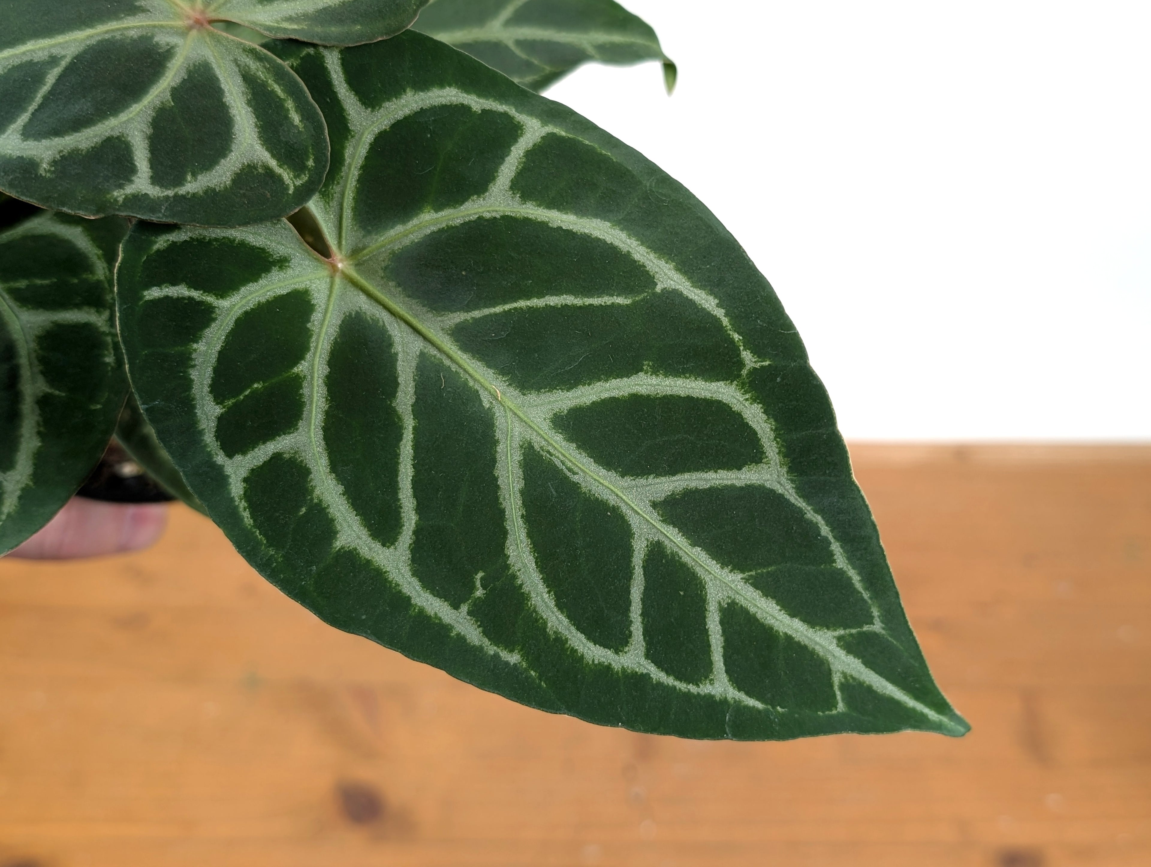 Anthurium Silver Blush x Capibara