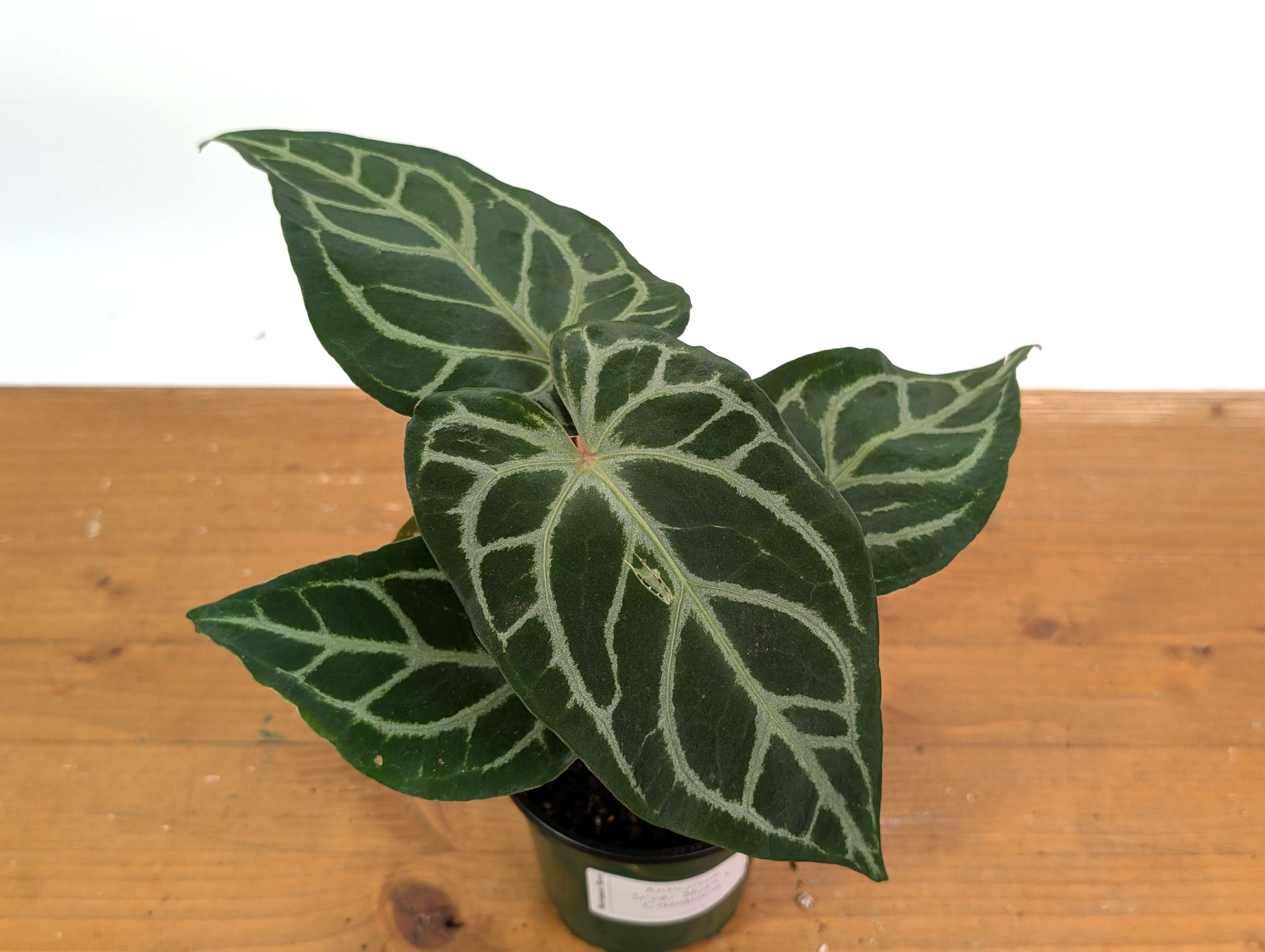 Anthurium Silver Blush x Capibara