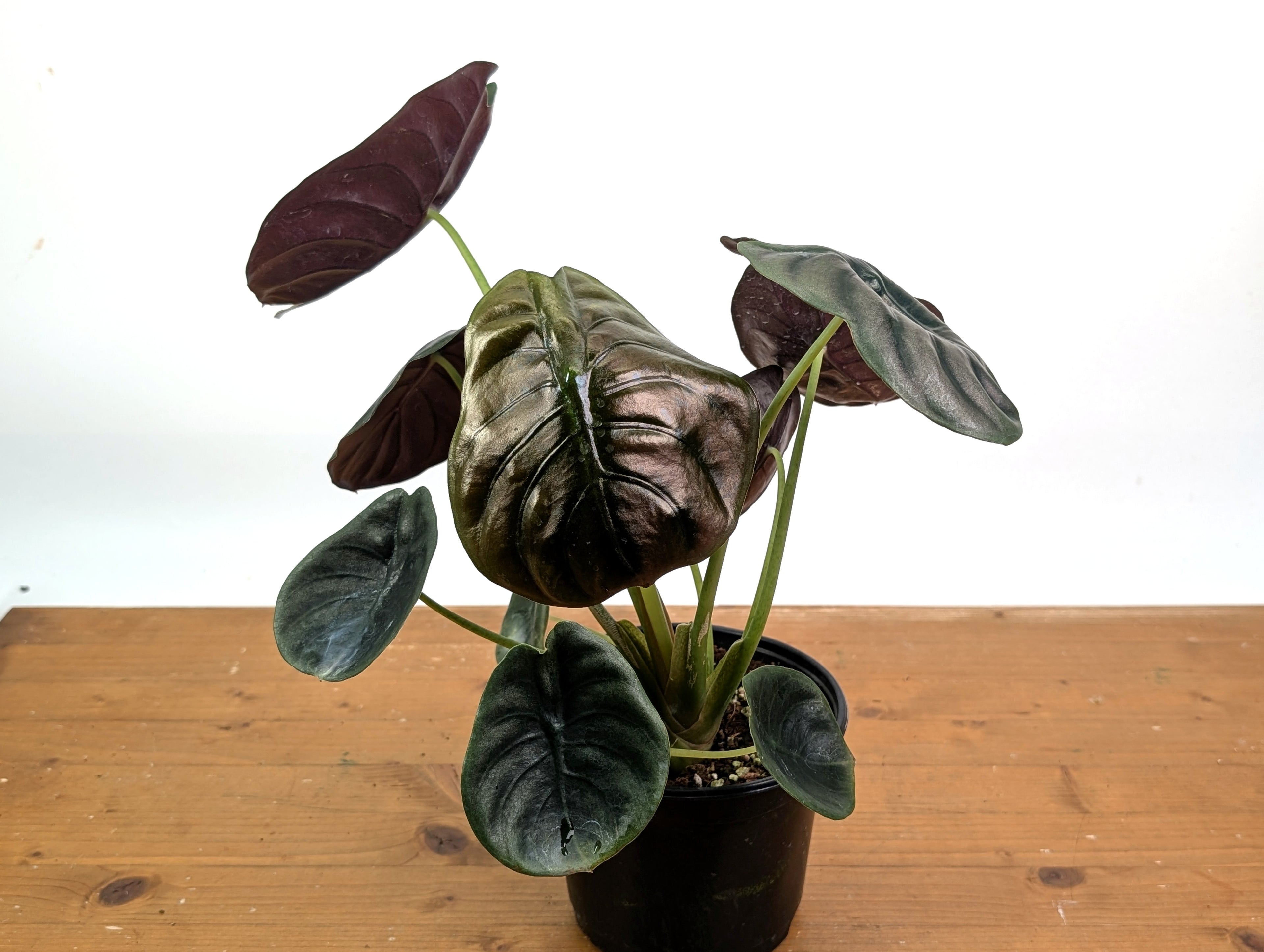 Alocasia cuprea Red Secret