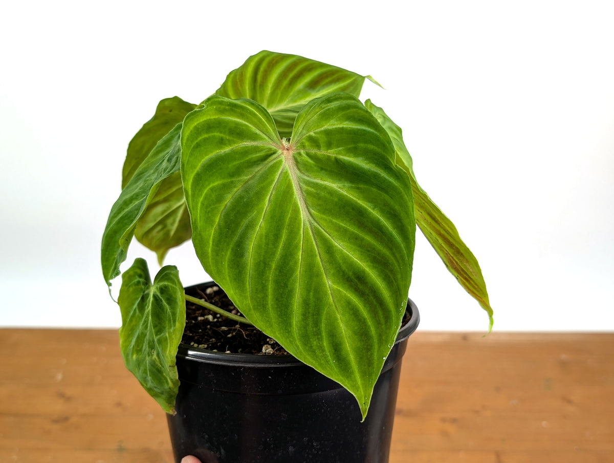 Philodendron Verrucosum 'Esmeralda'