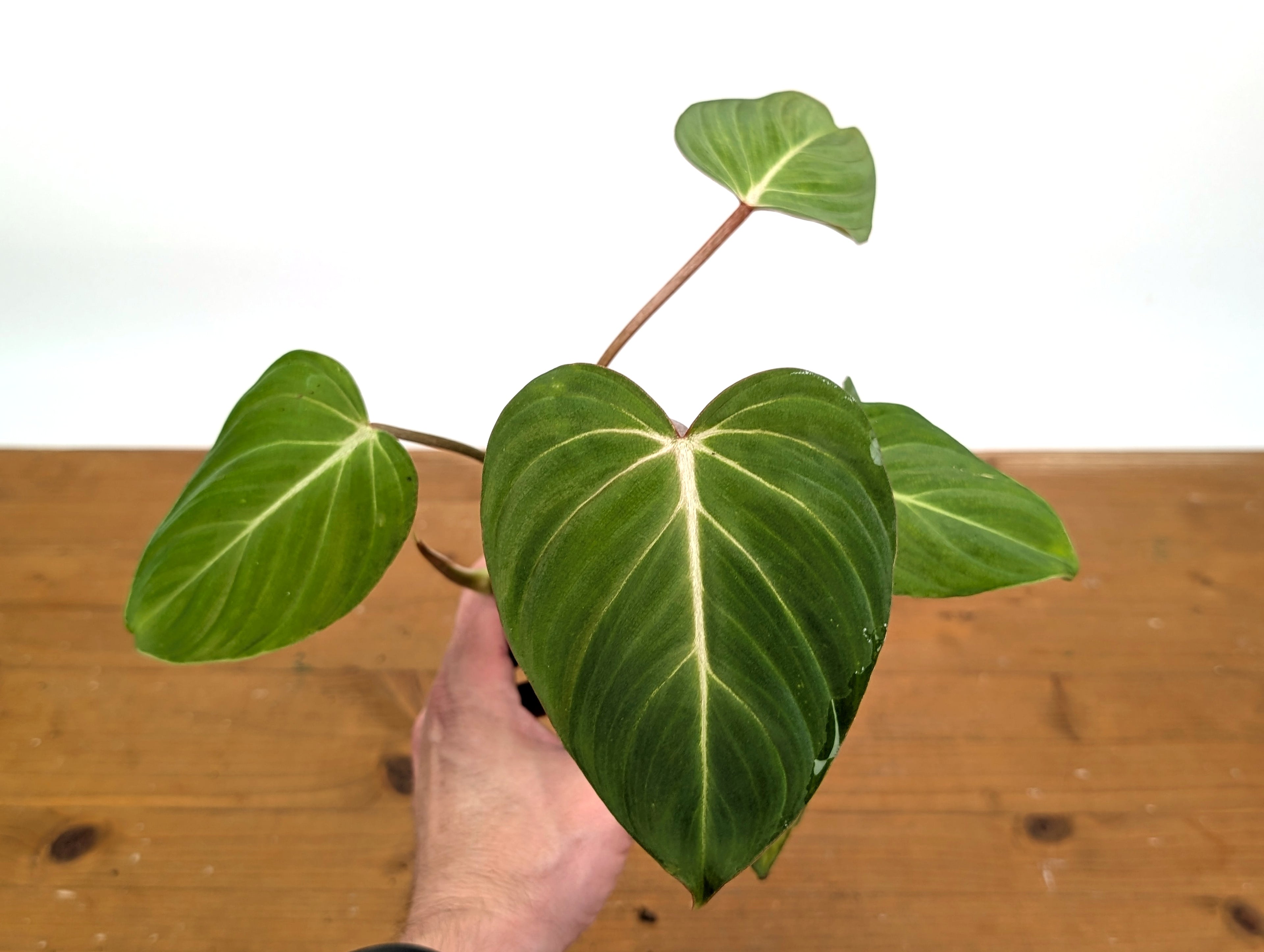 Philodendron Gloriosum