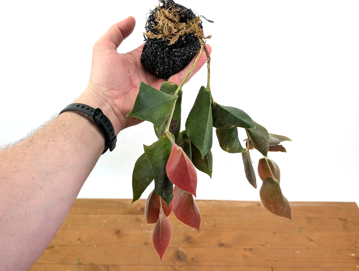 Ceratostema Pendens