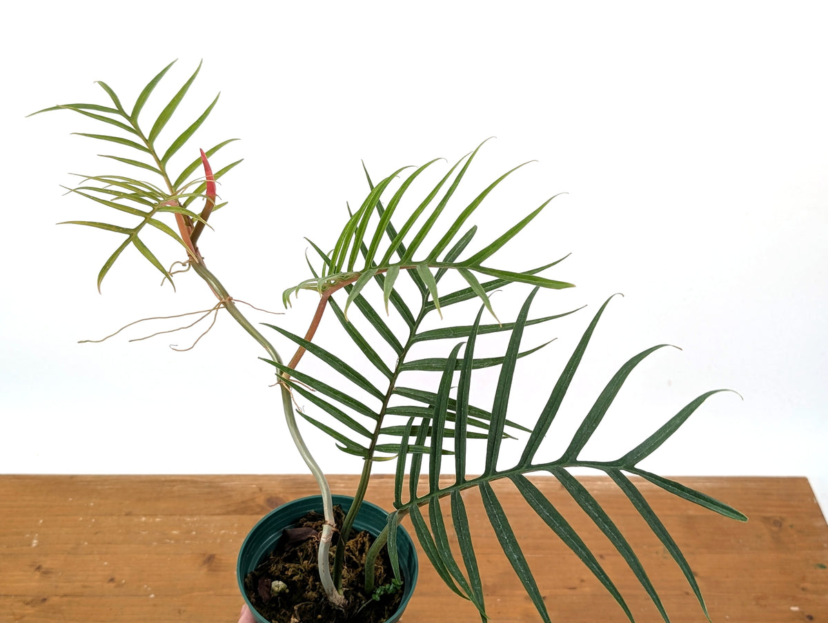 Philodendron Tortum
