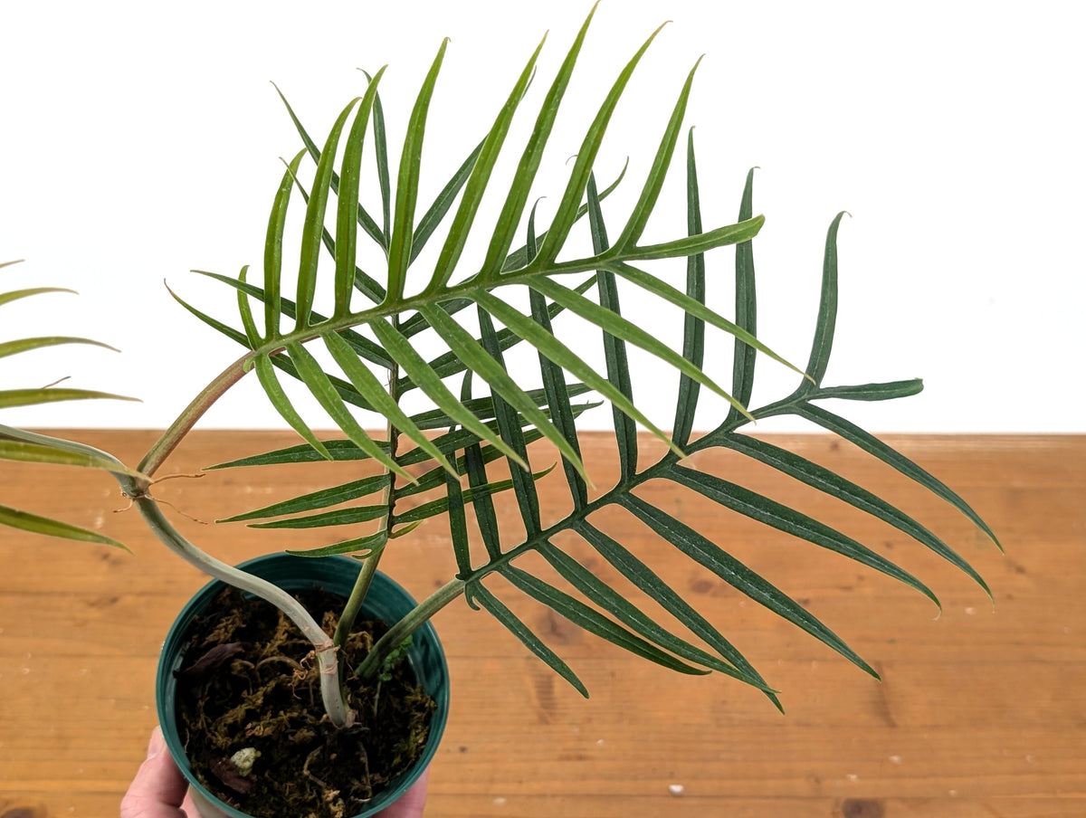 Philodendron Tortum