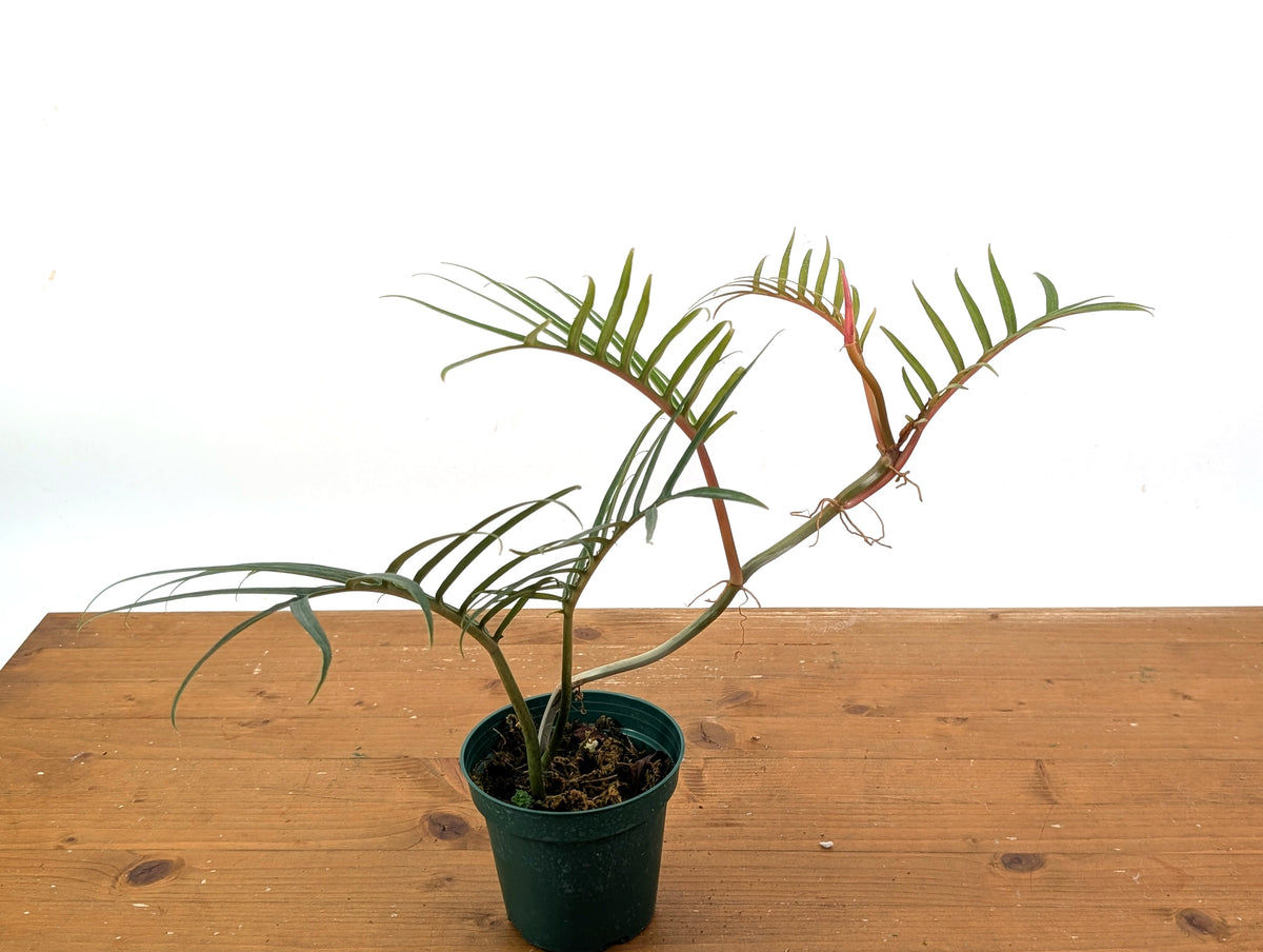 Philodendron Tortum