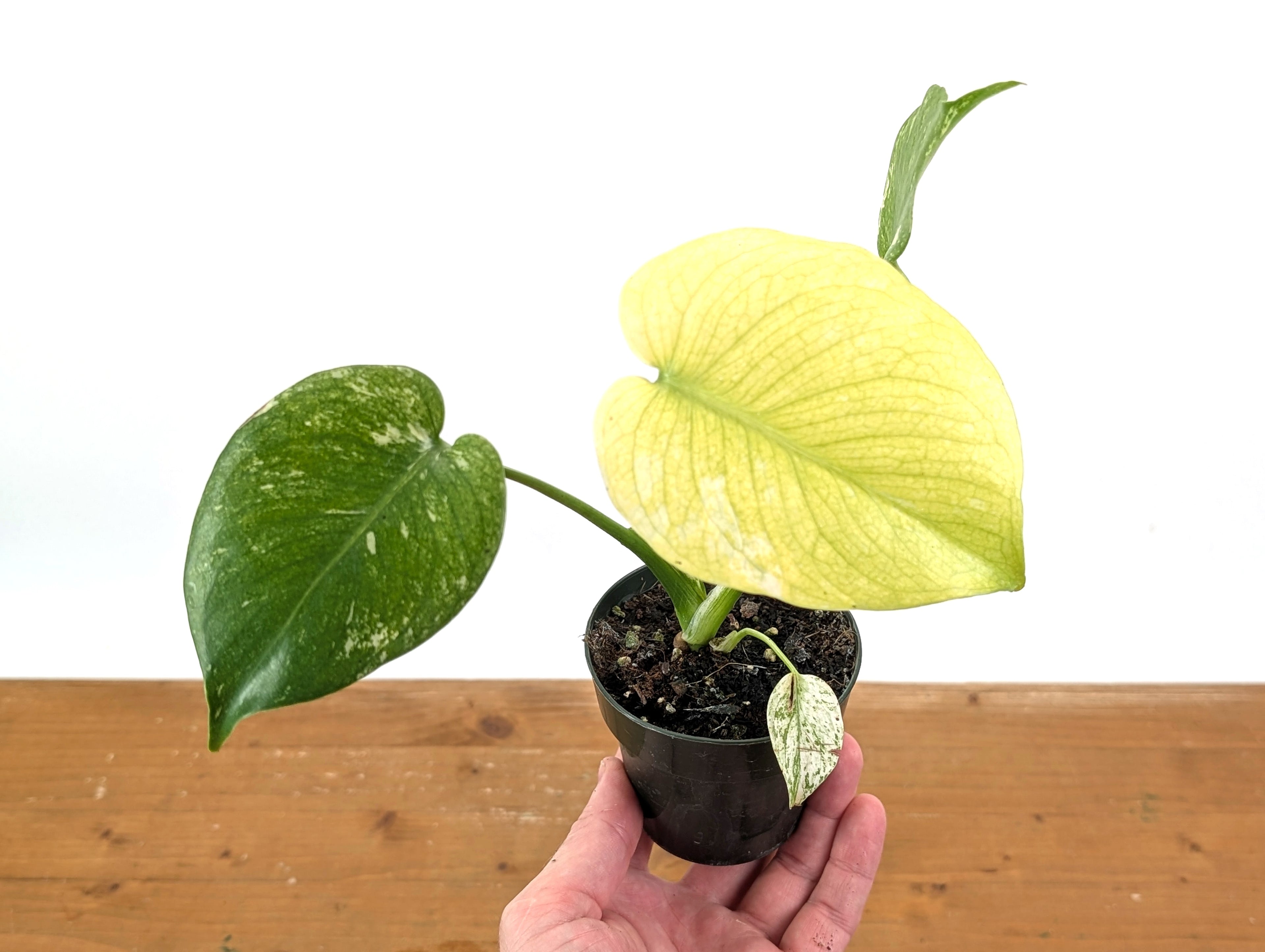 Monstera Full Mint Variegated