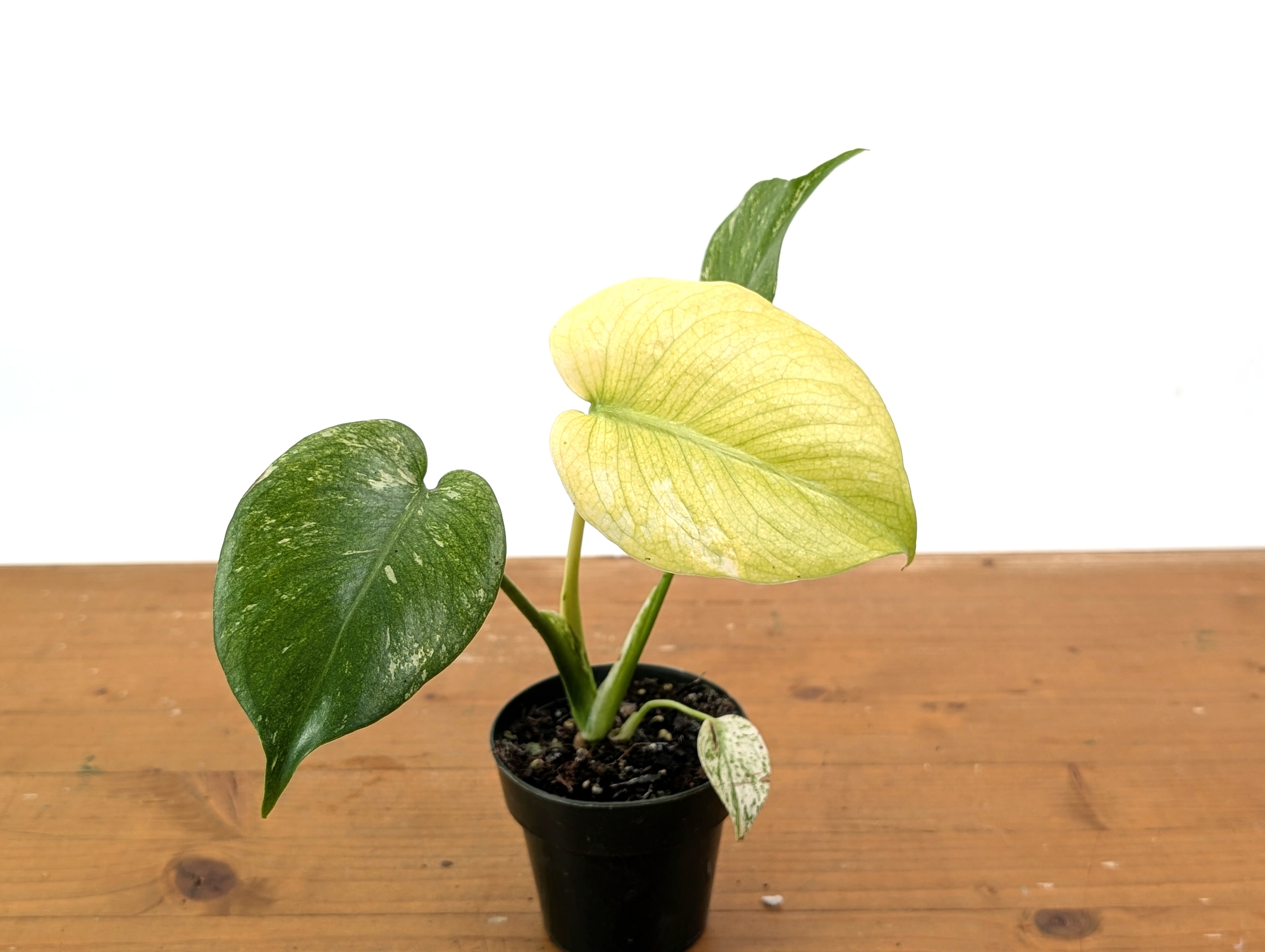 Monstera Full Mint Variegated