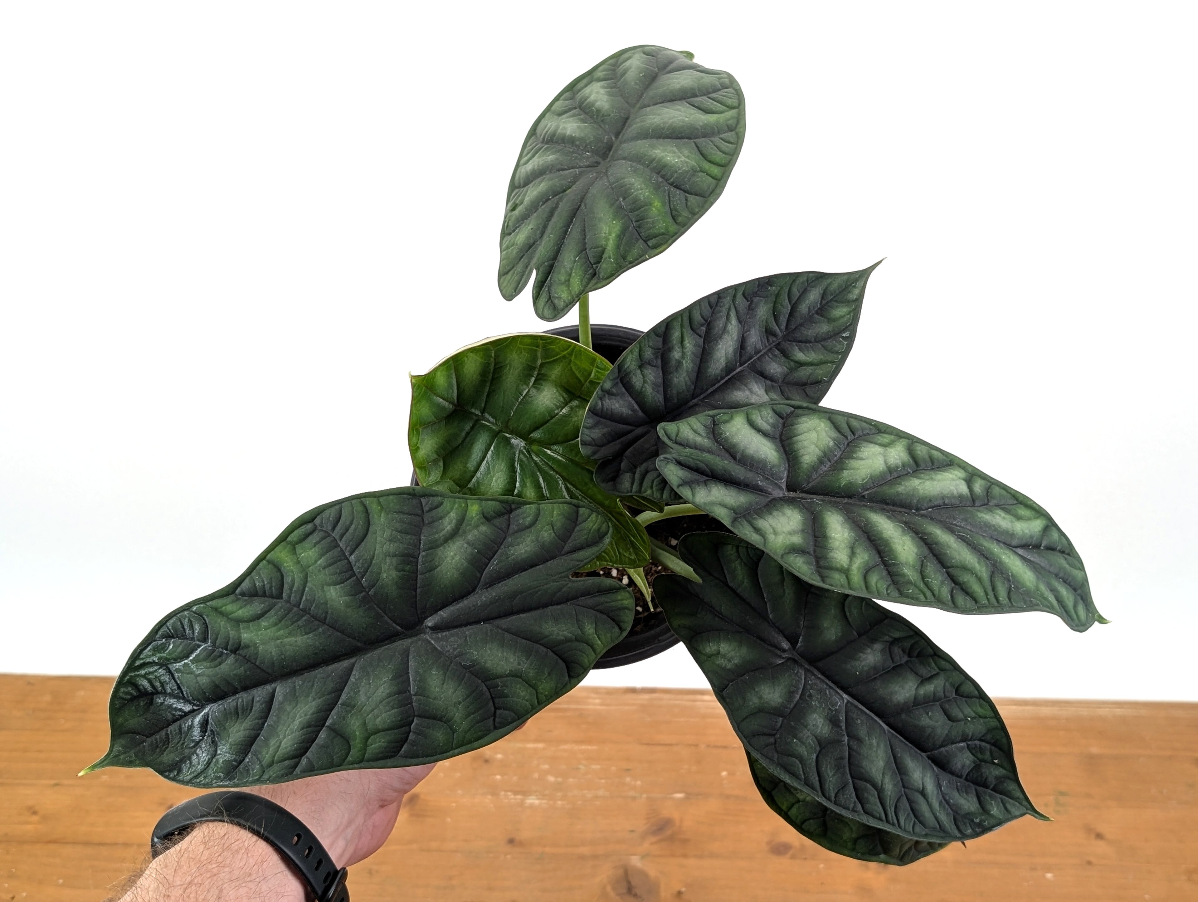 Alocasia Dragon Scale