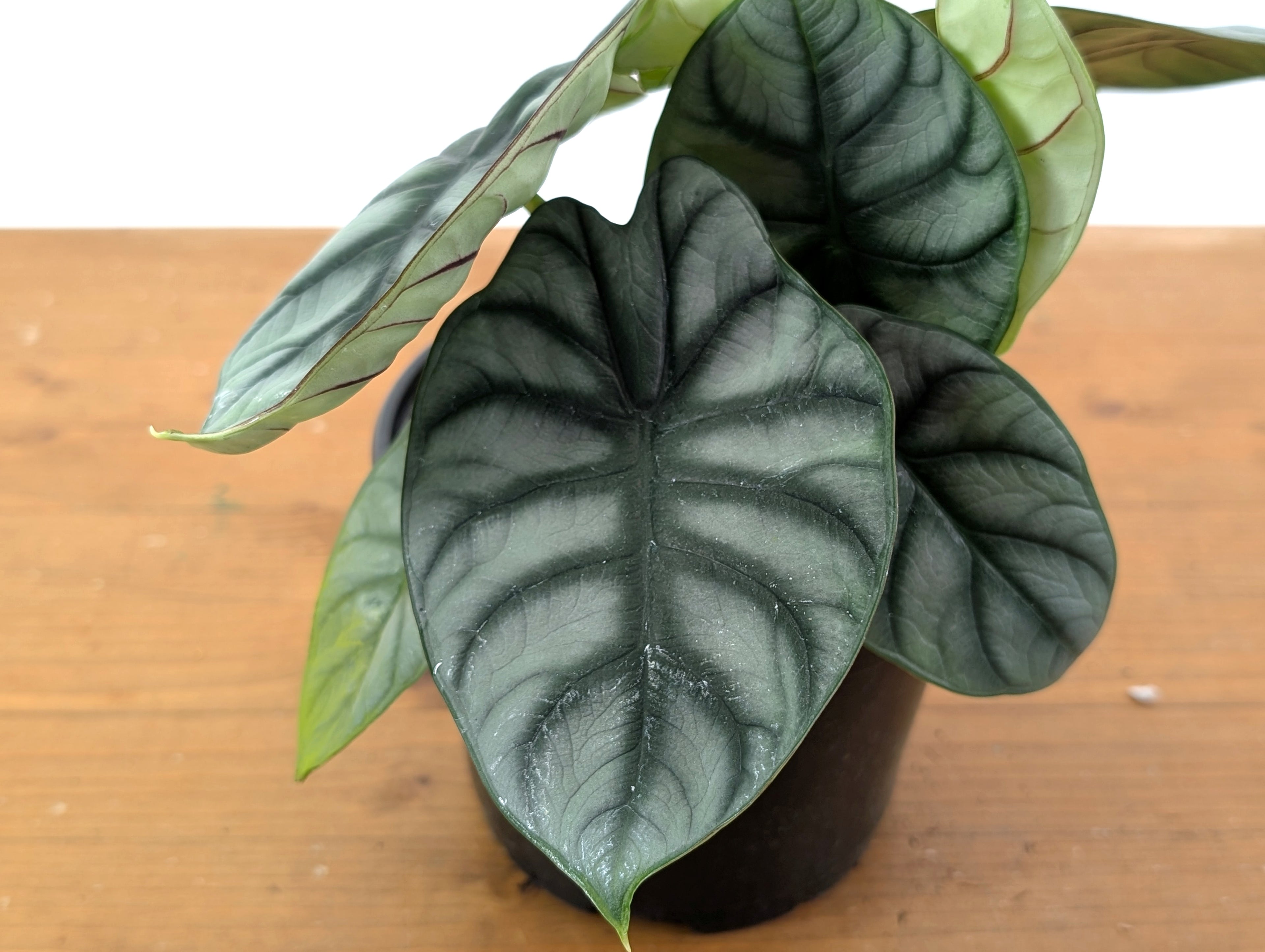 Alocasia Silver Dragon