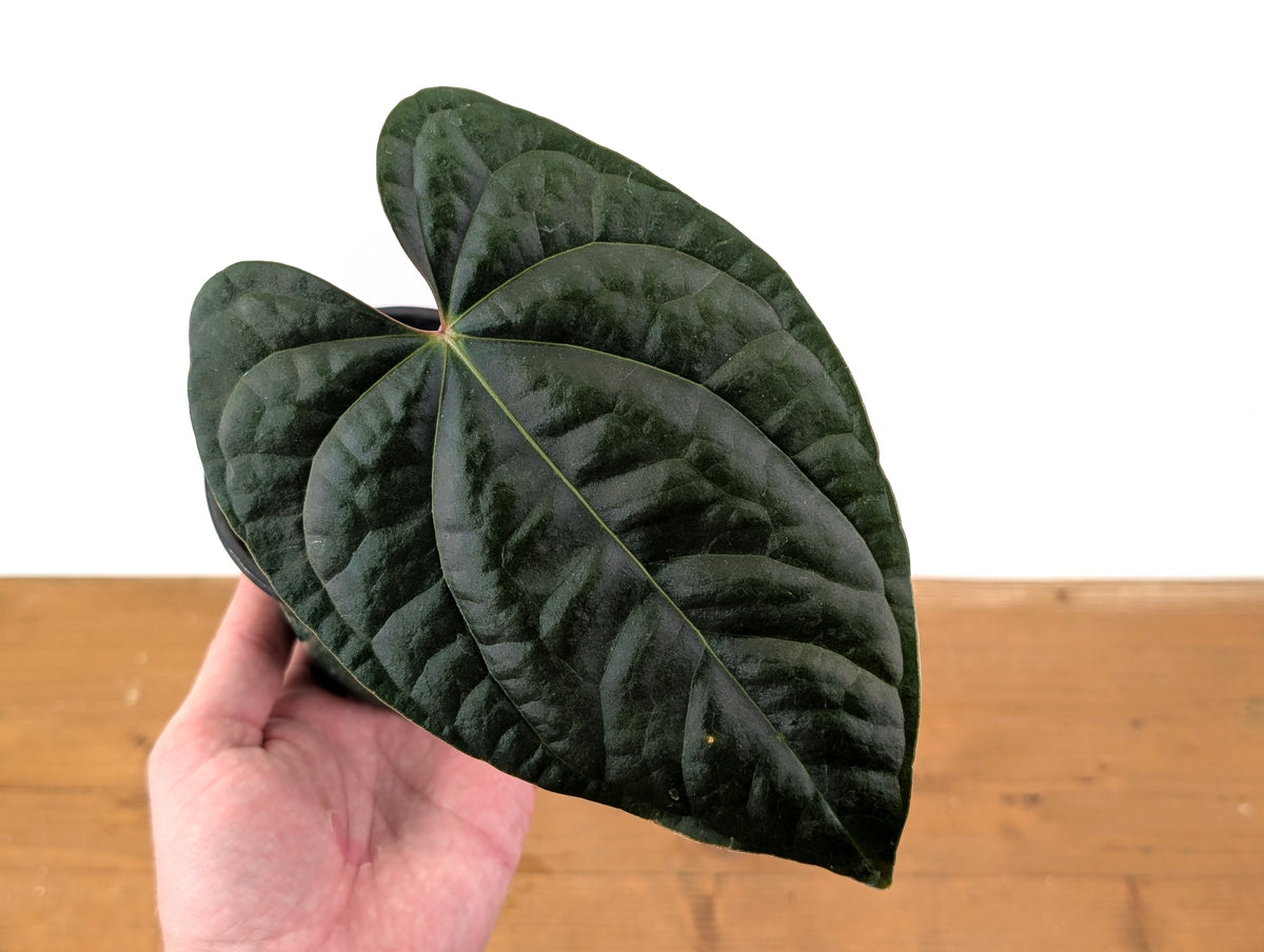 Anthurium besseae × A. luxurians ('Amazon Diamond')
