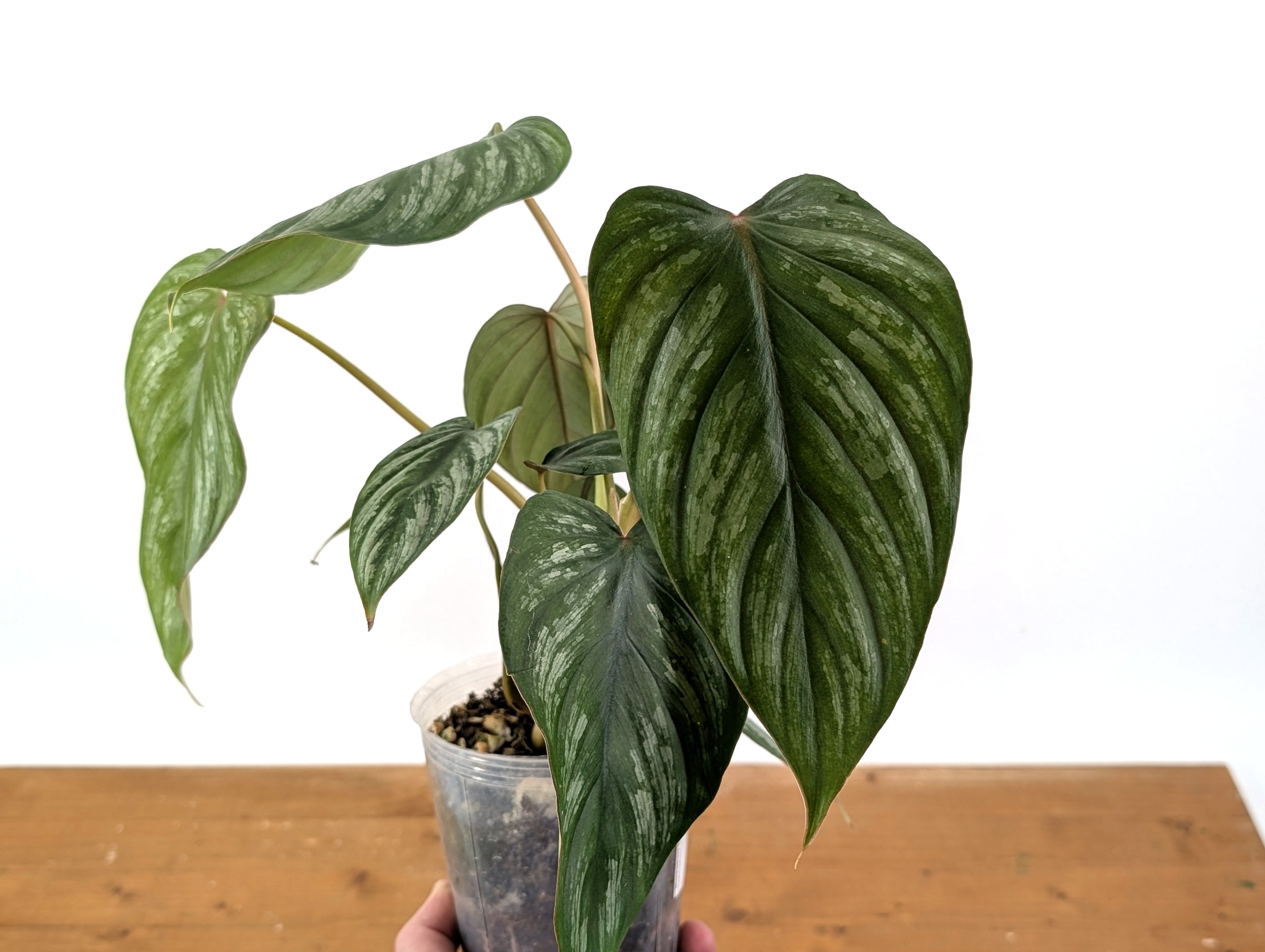Philodendron Brandtianum Narrow
