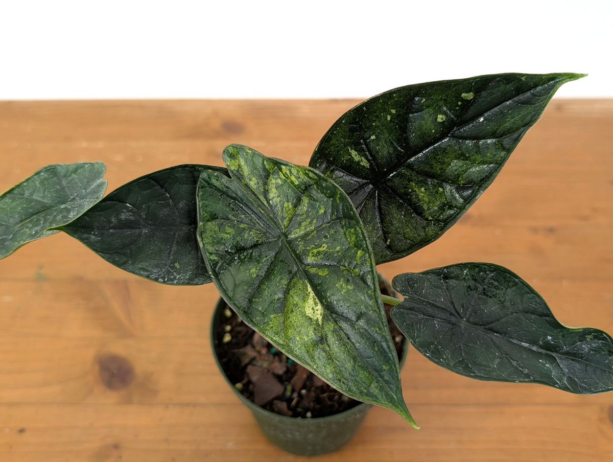 Alocasia Dragon Scale Variegated Mint