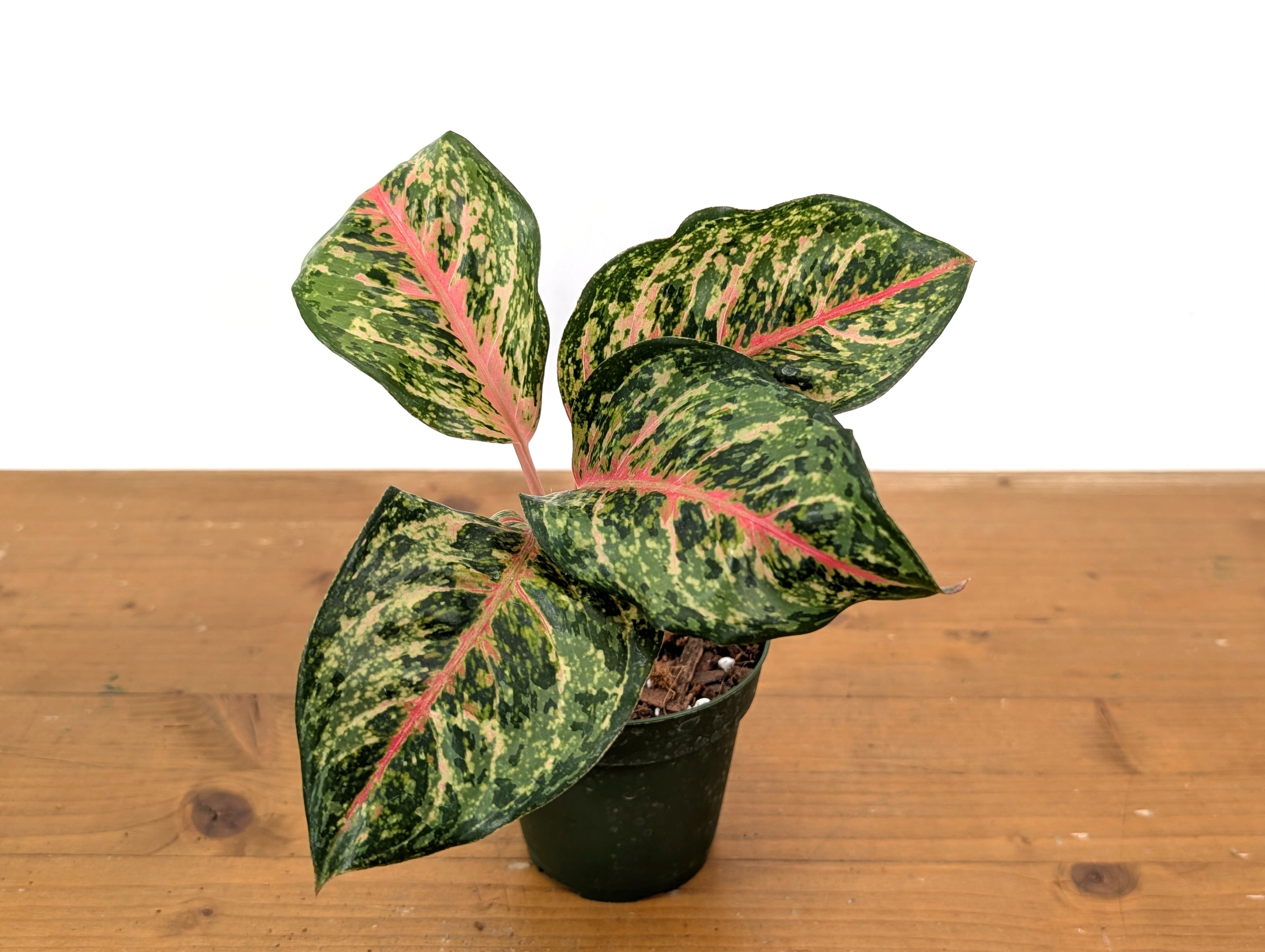 Aglaonema 10 Karat
