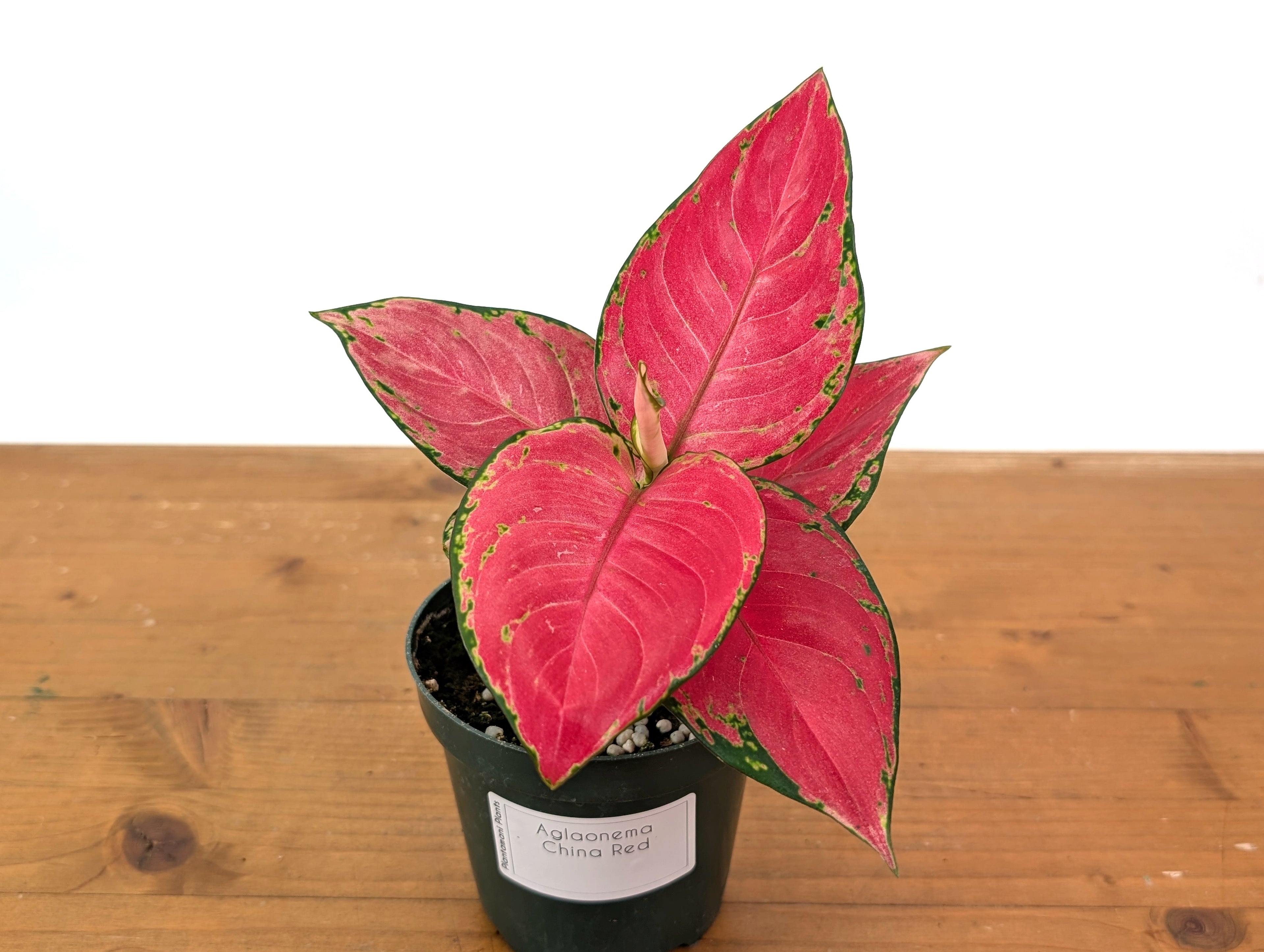 Aglaonema China Red