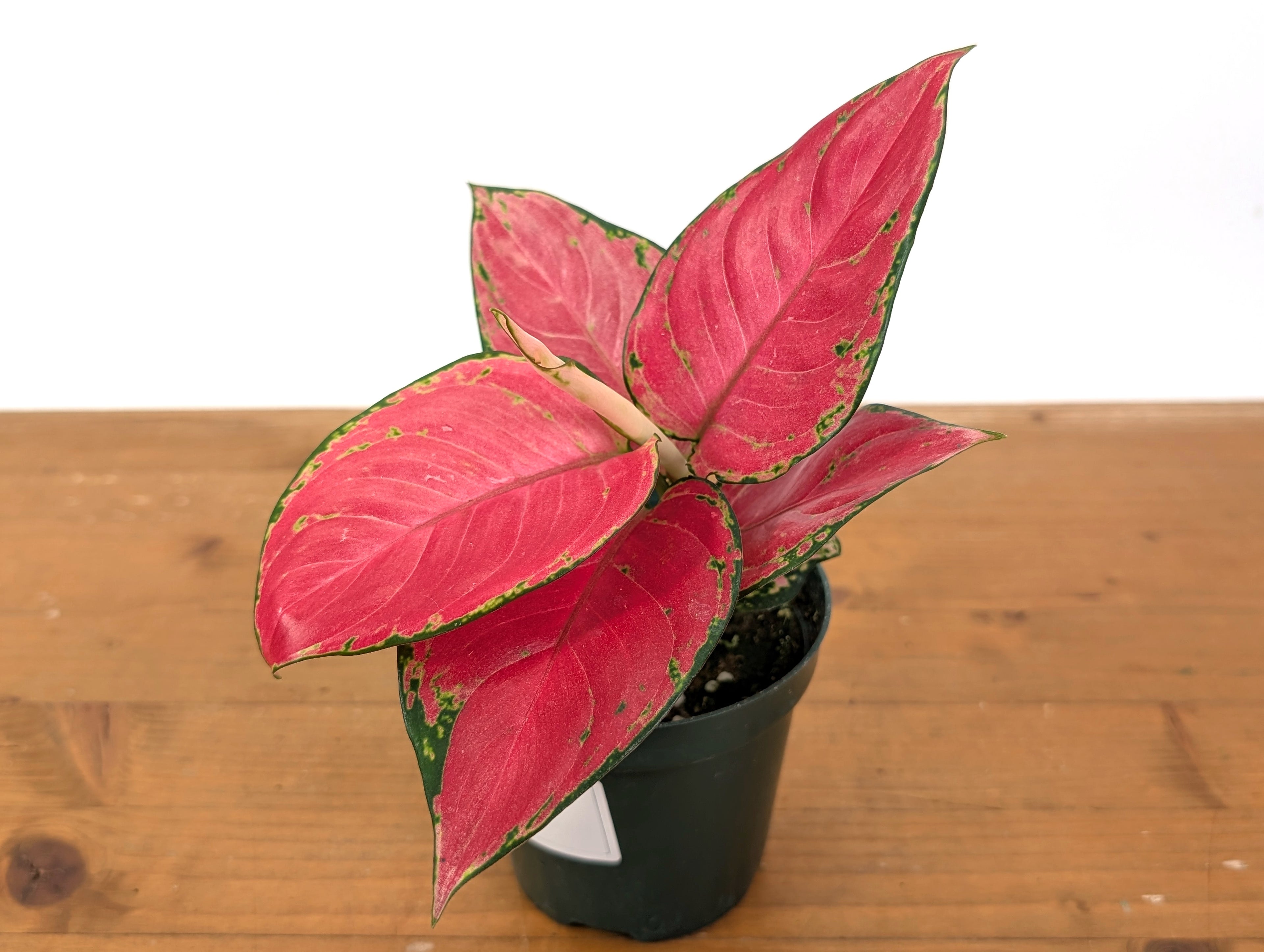 Aglaonema China Red