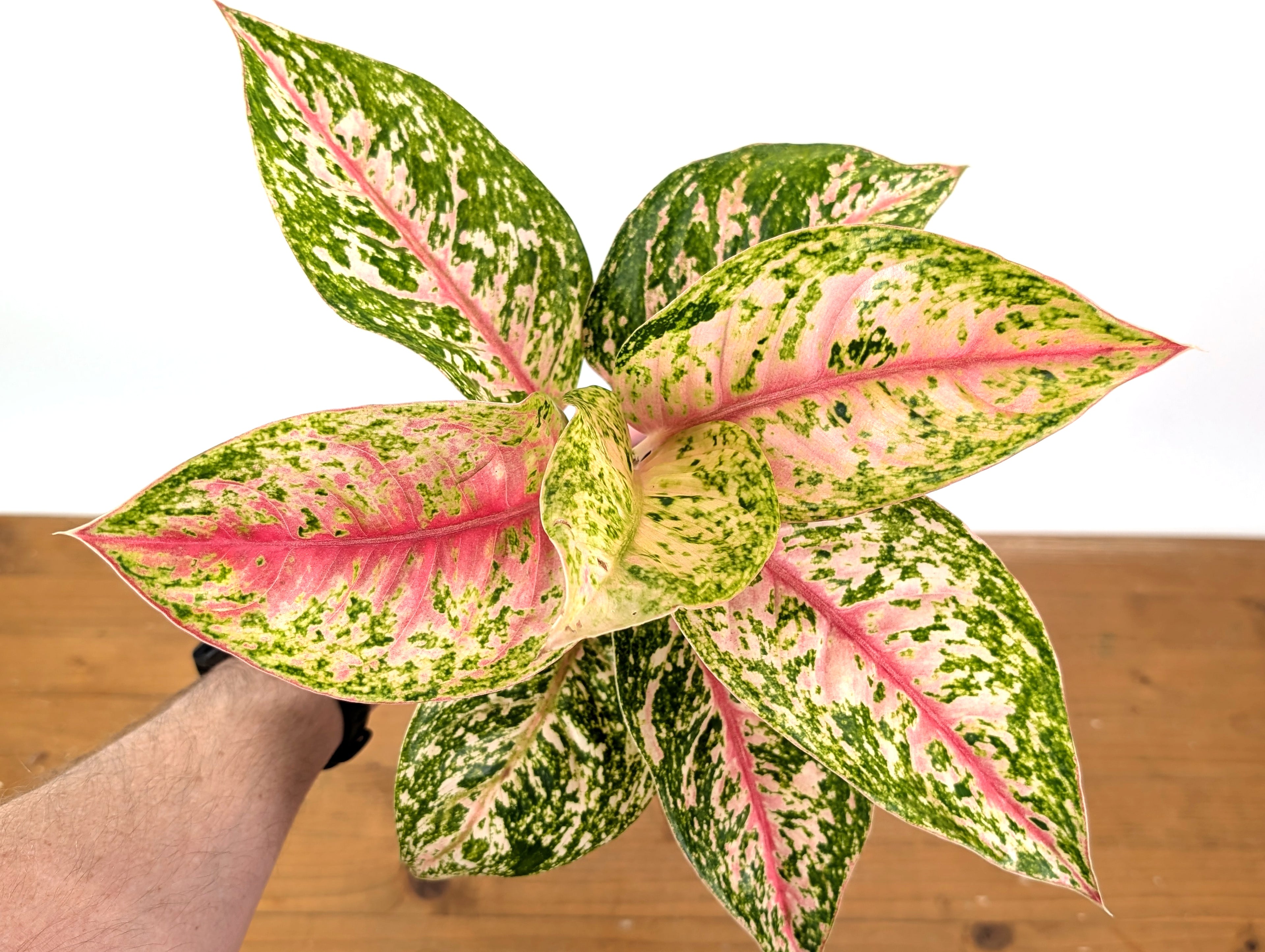Aglaonema Red Mahasettii