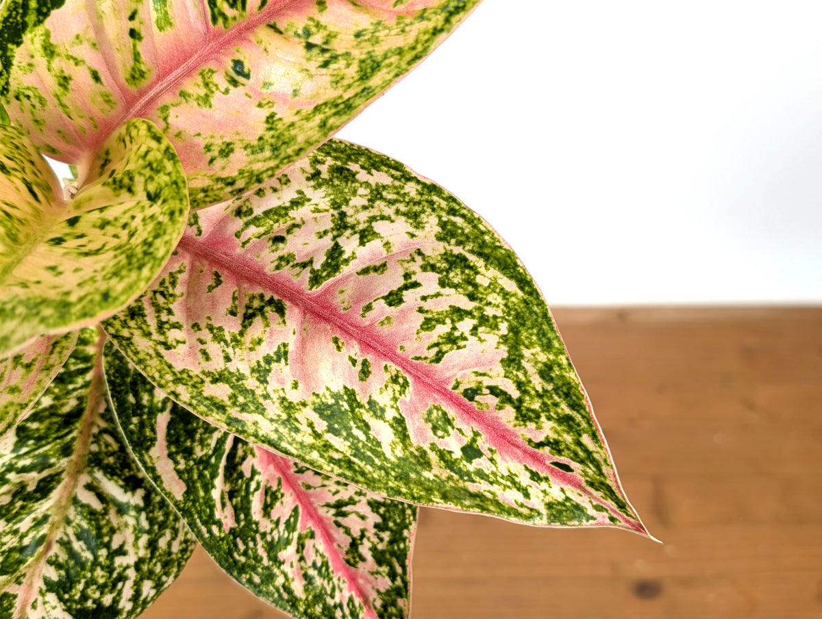 Aglaonema Red Mahasettii