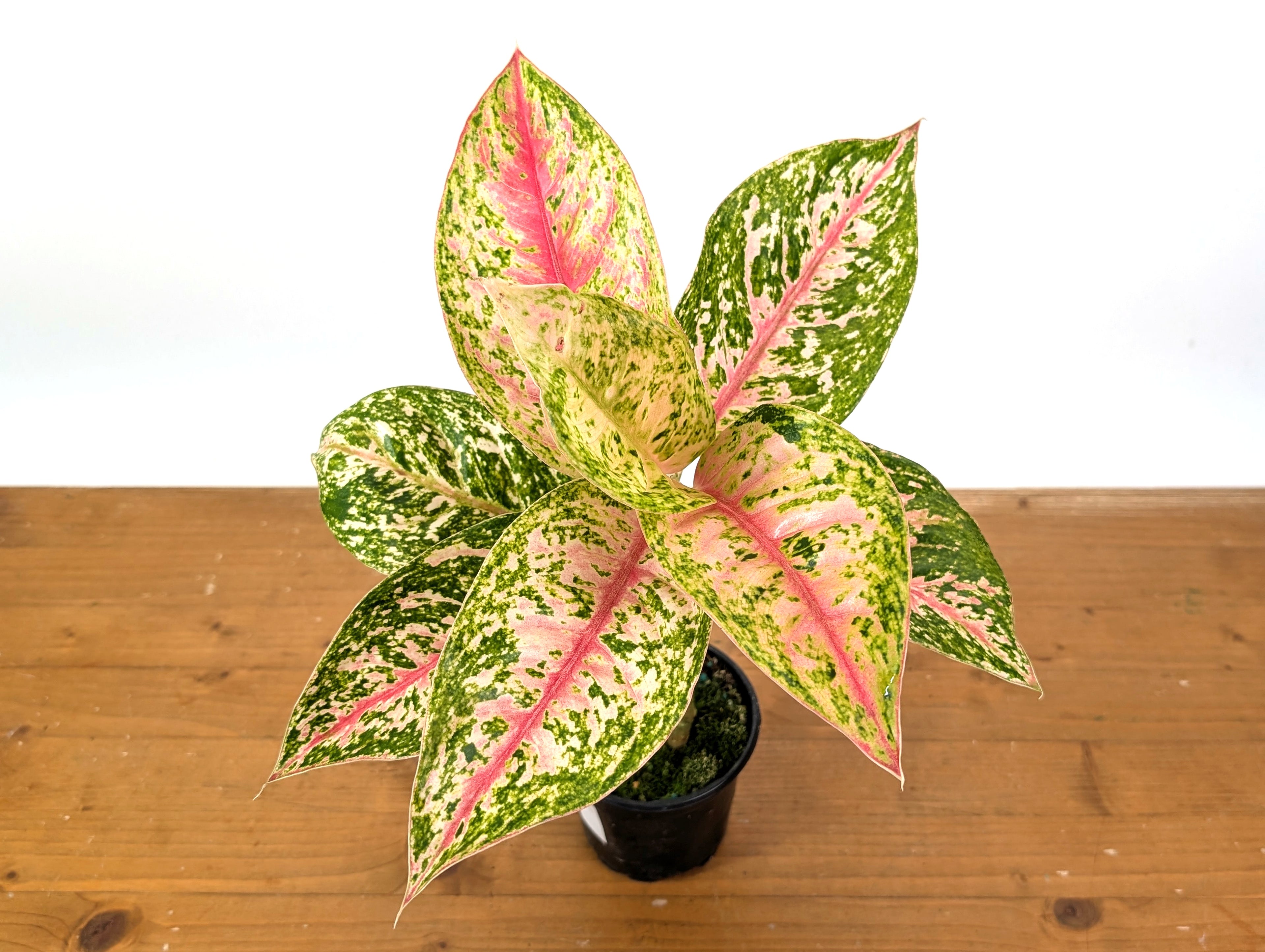 Aglaonema Red Mahasettii