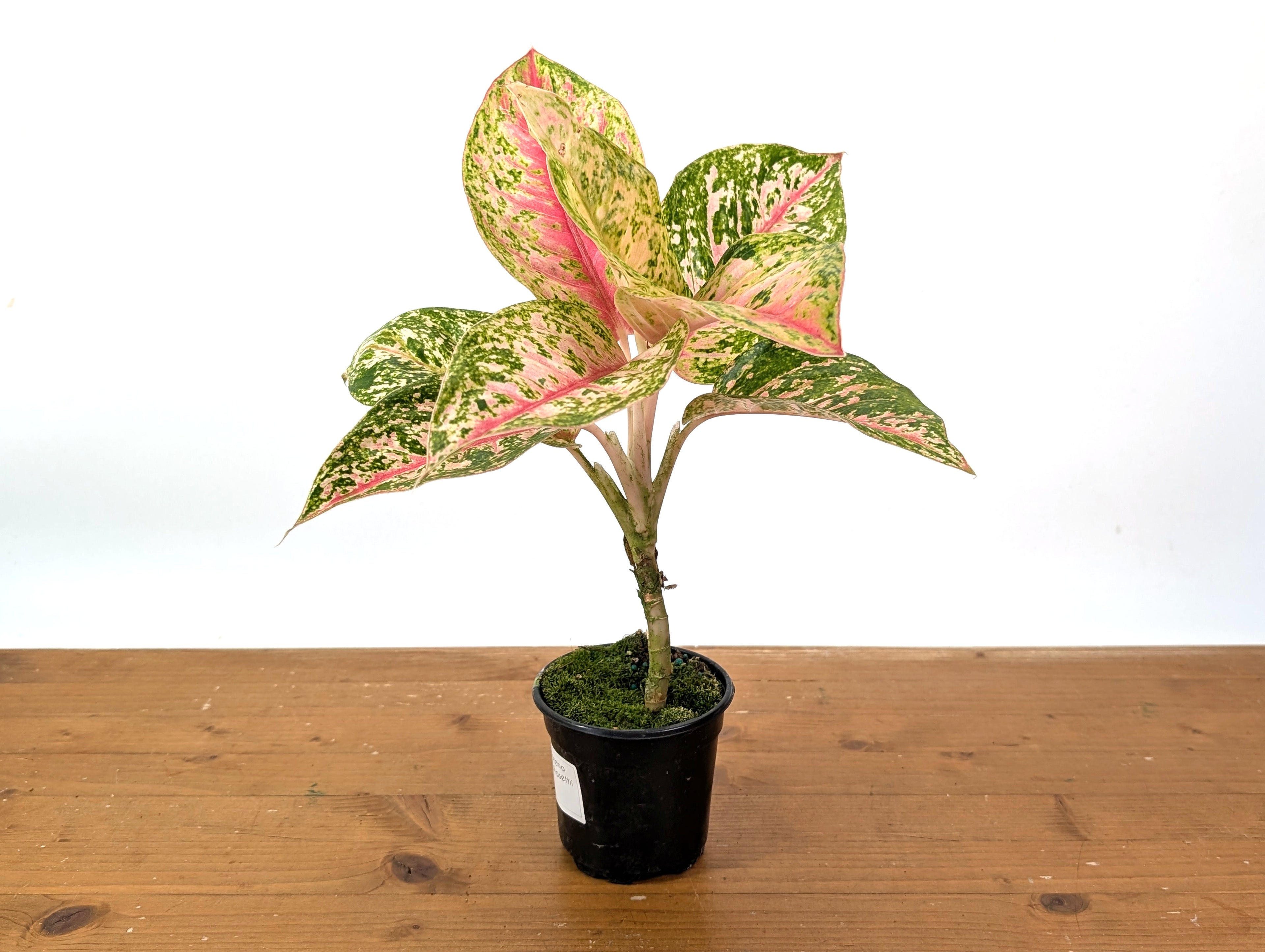 Aglaonema Red Mahasettii