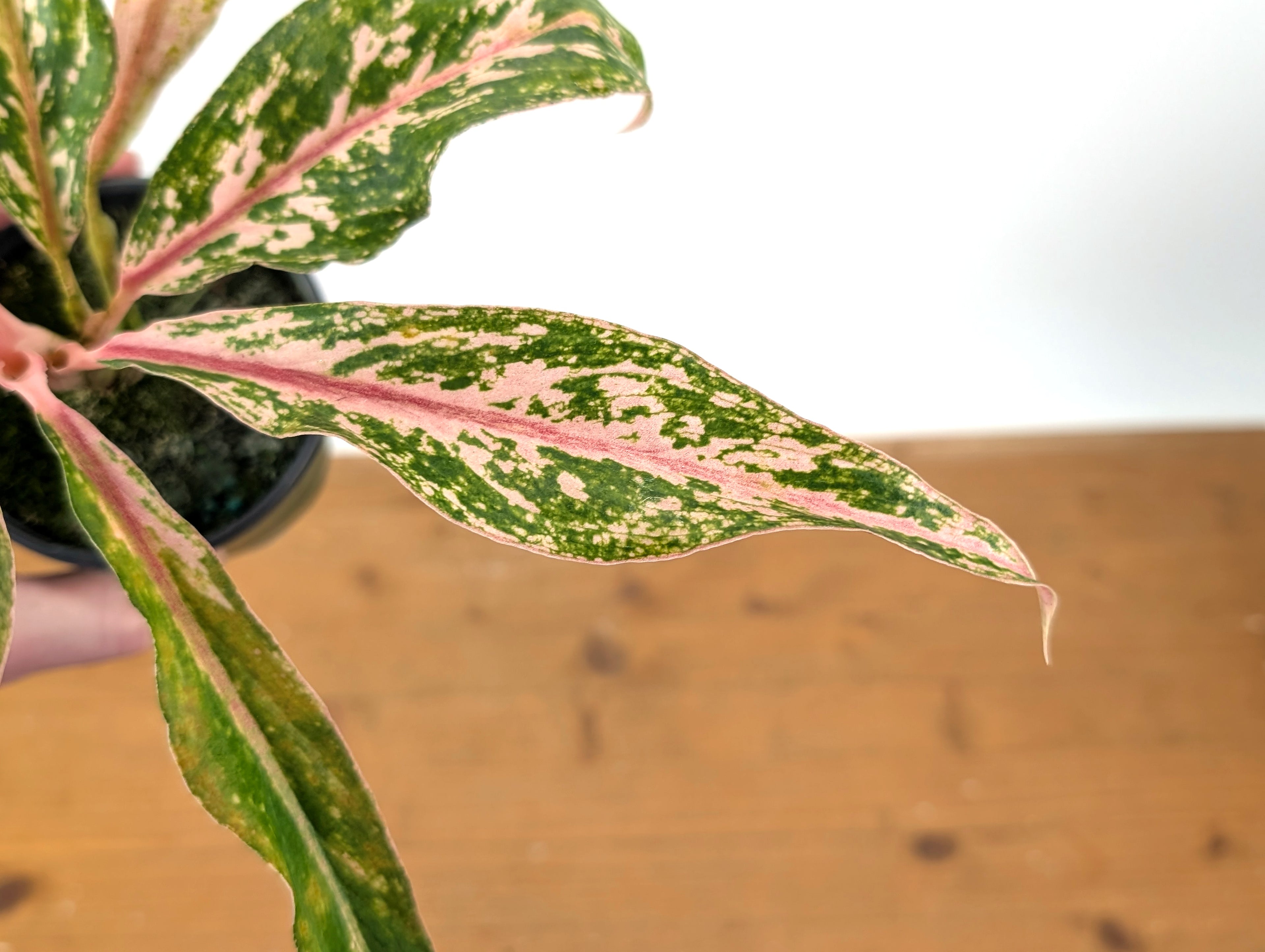 Aglaonema Red Baikaw
