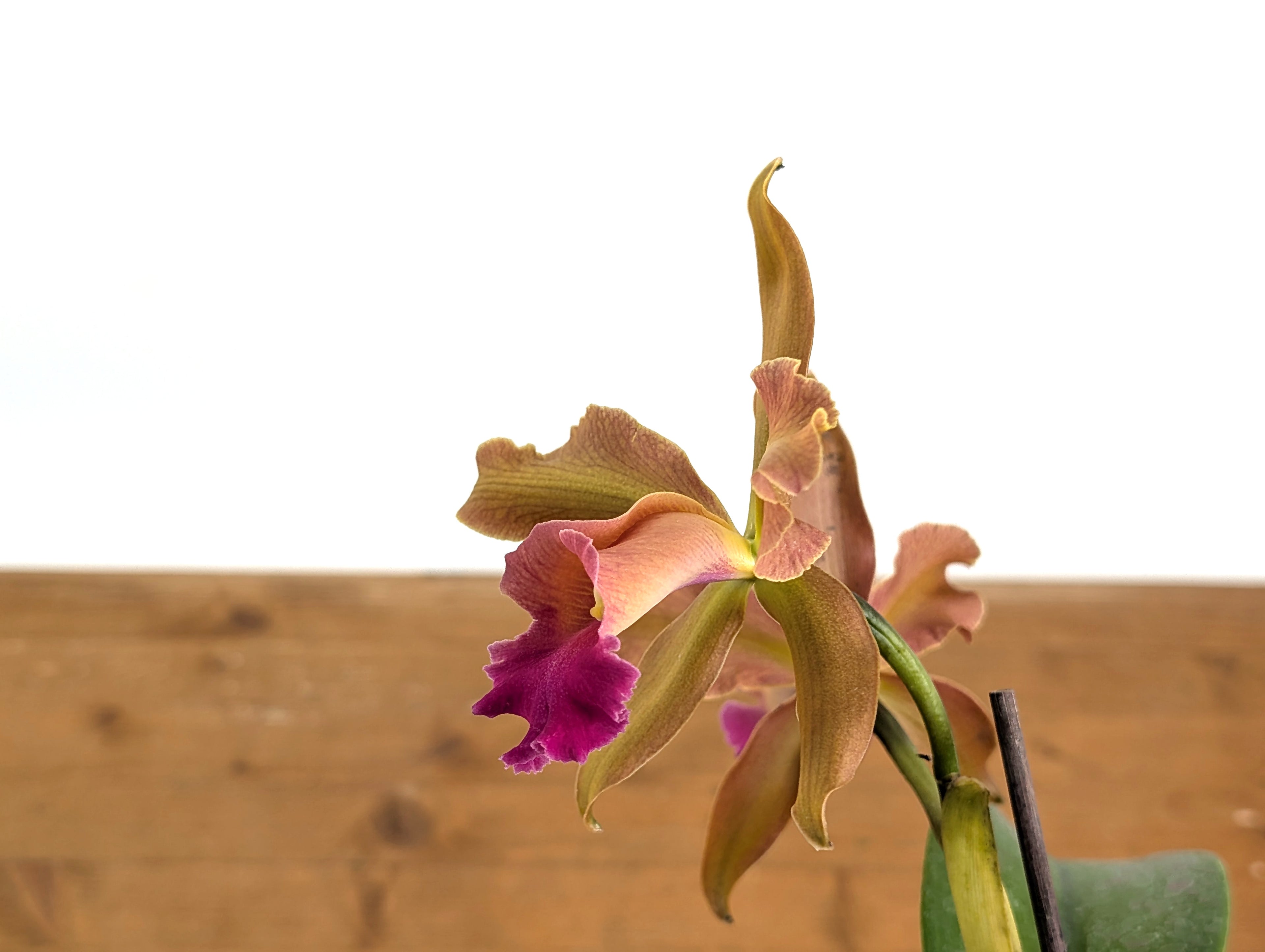 Cattleya Chamberlainiana 1881 - (C. dowiana x C. tigrina.)