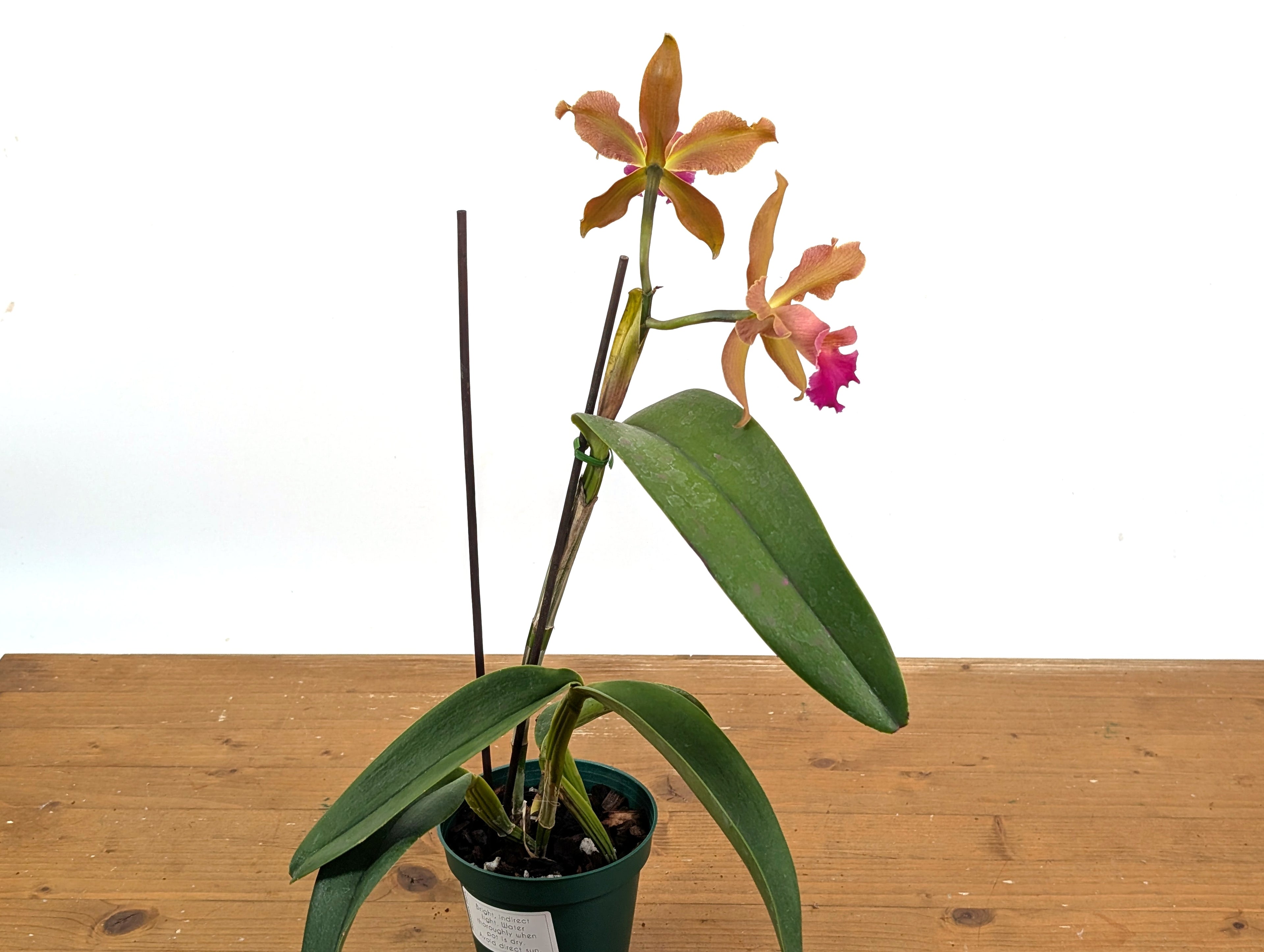 Cattleya Chamberlainiana 1881 - (C. dowiana x C. tigrina.)