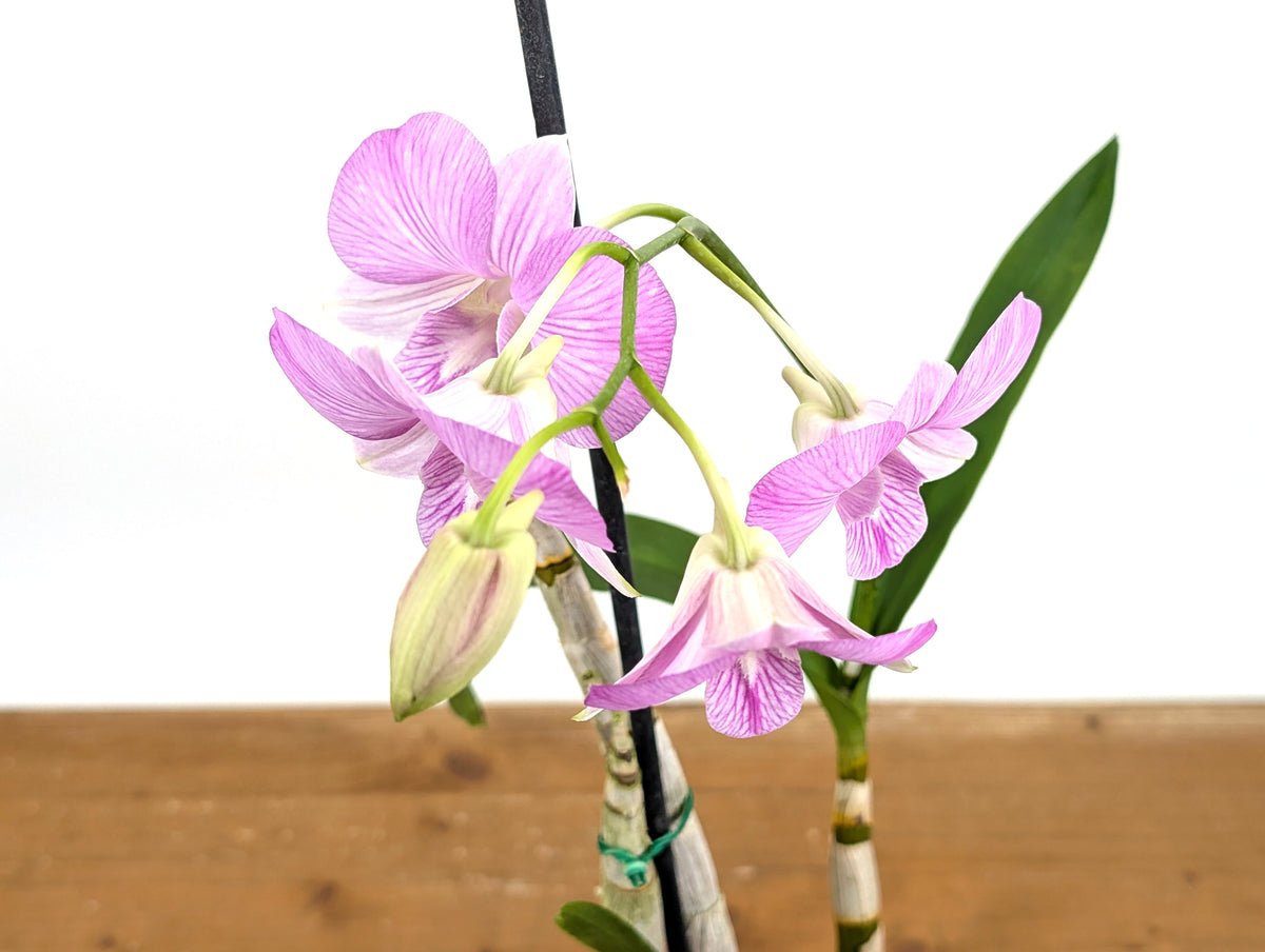 Dendrobium Hawaii Stripes 'Volcano Queen'