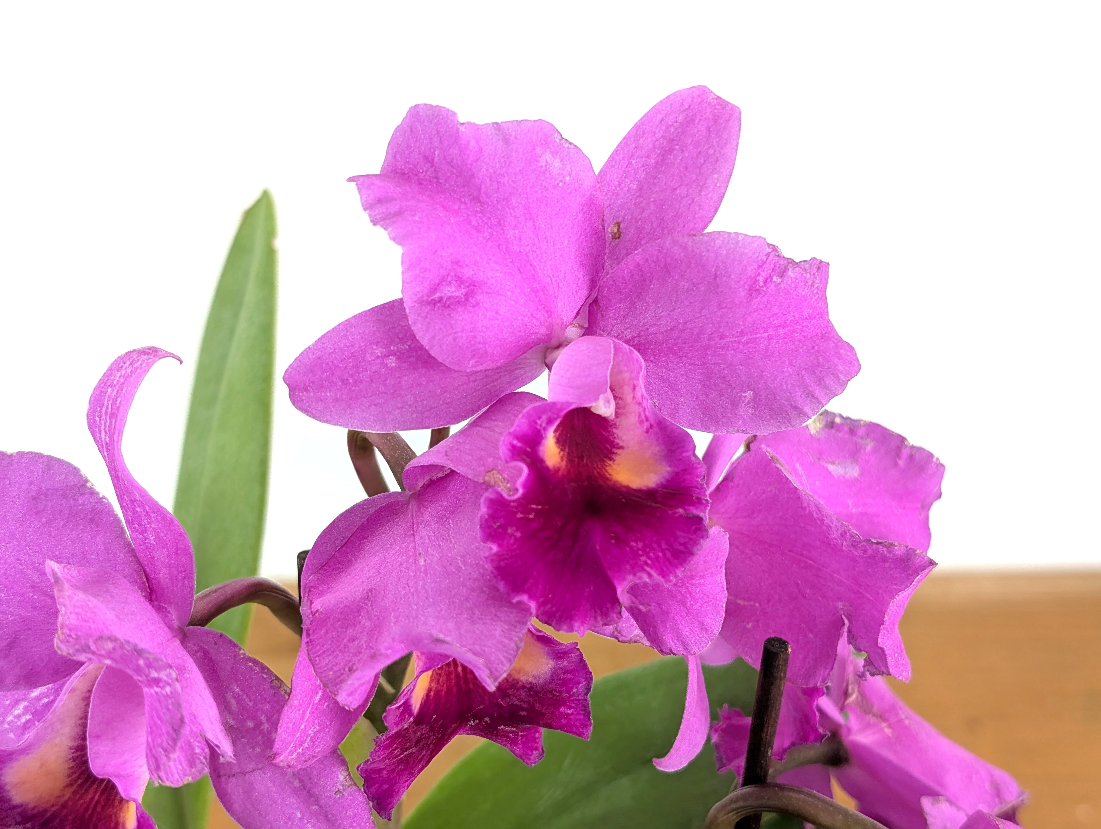 Cattlianthe Little Irene (Ctt. Porcia x Ctt. George MacDonell)