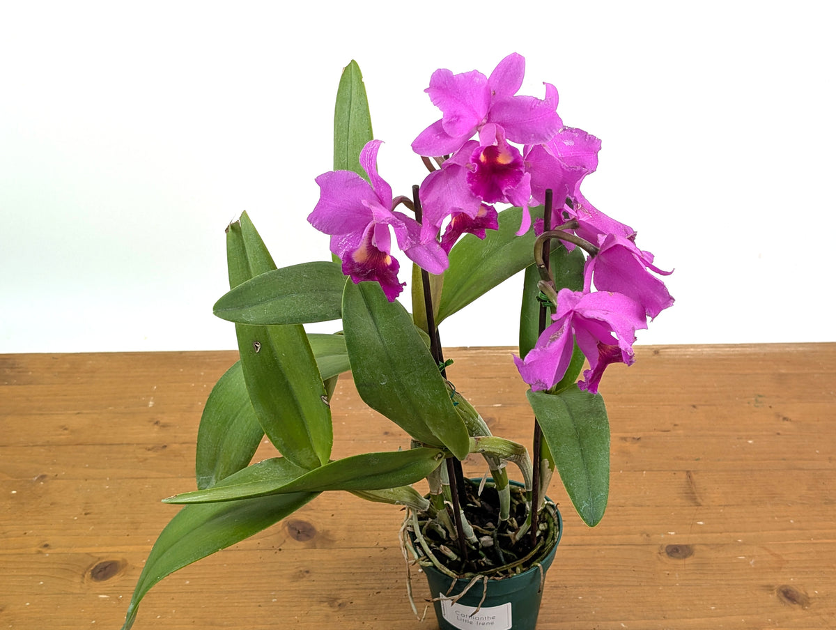 Cattlianthe Little Irene (Ctt. Porcia x Ctt. George MacDonell)