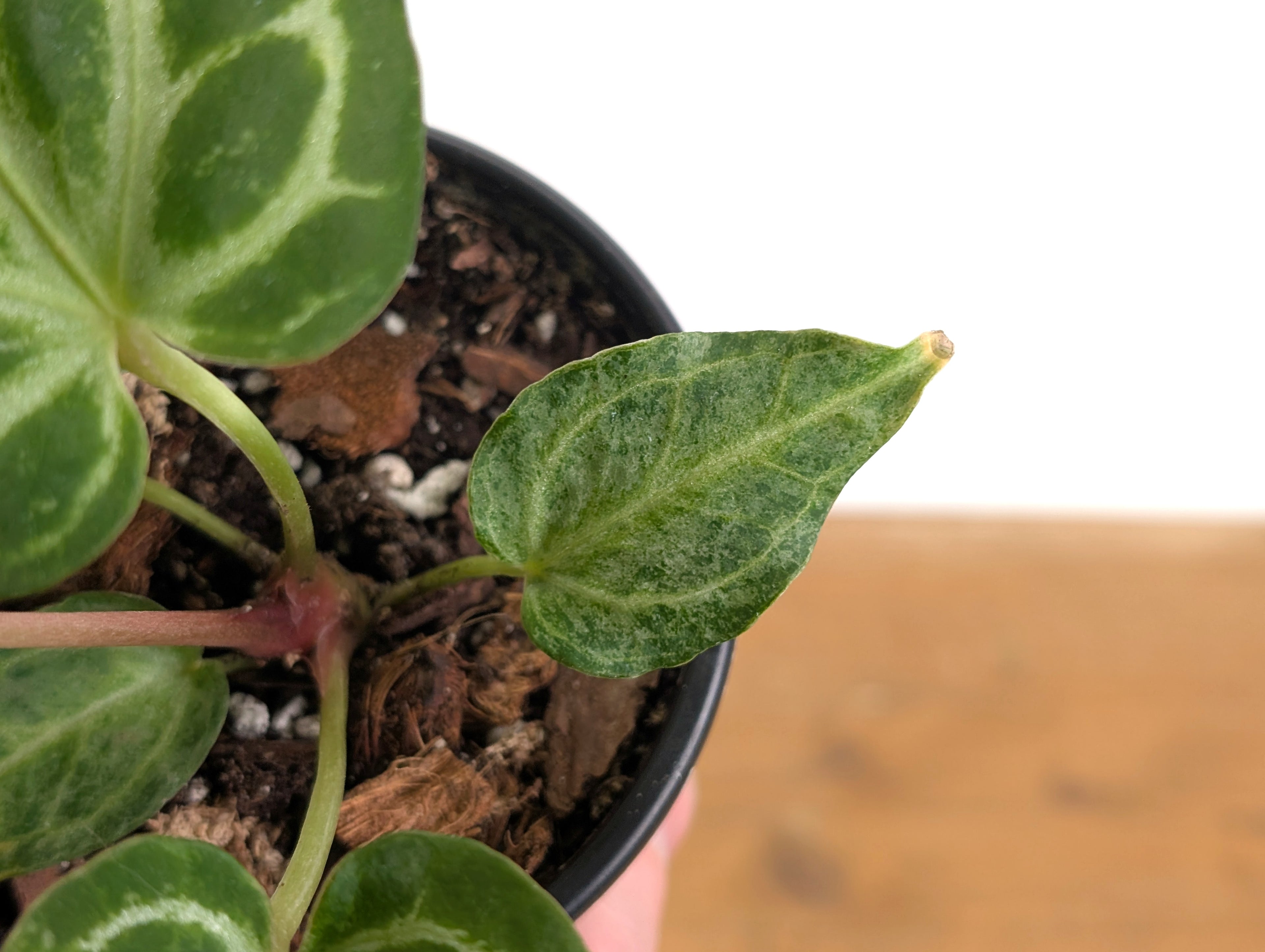 Exact Anthurium Silver Blush Variegated Mint in 4 Inch Pot