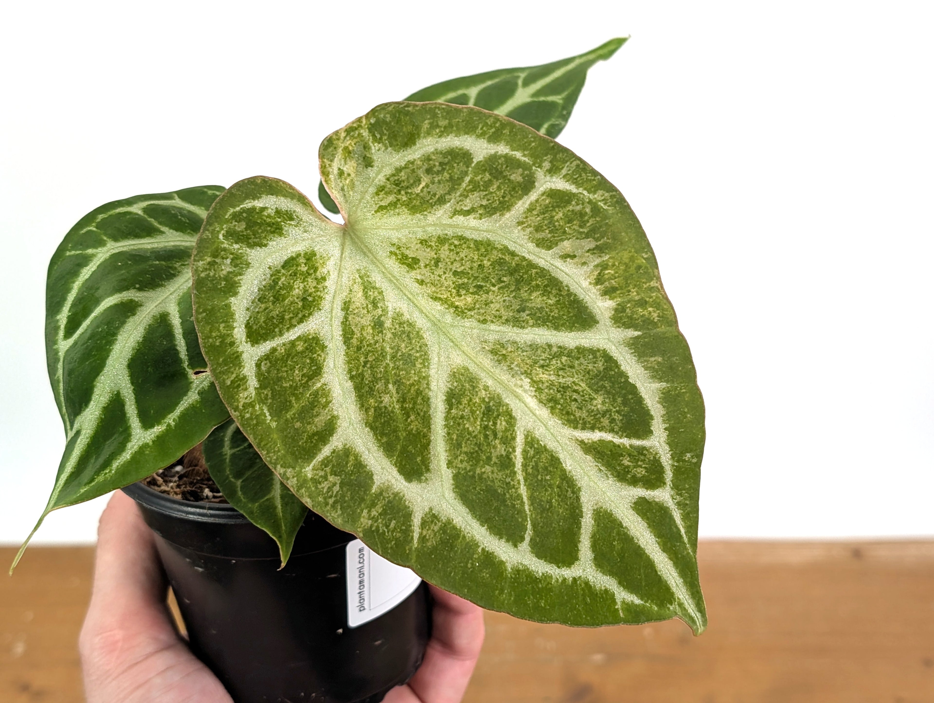 Exact Anthurium Silver Blush Variegated Mint in 4 Inch Pot