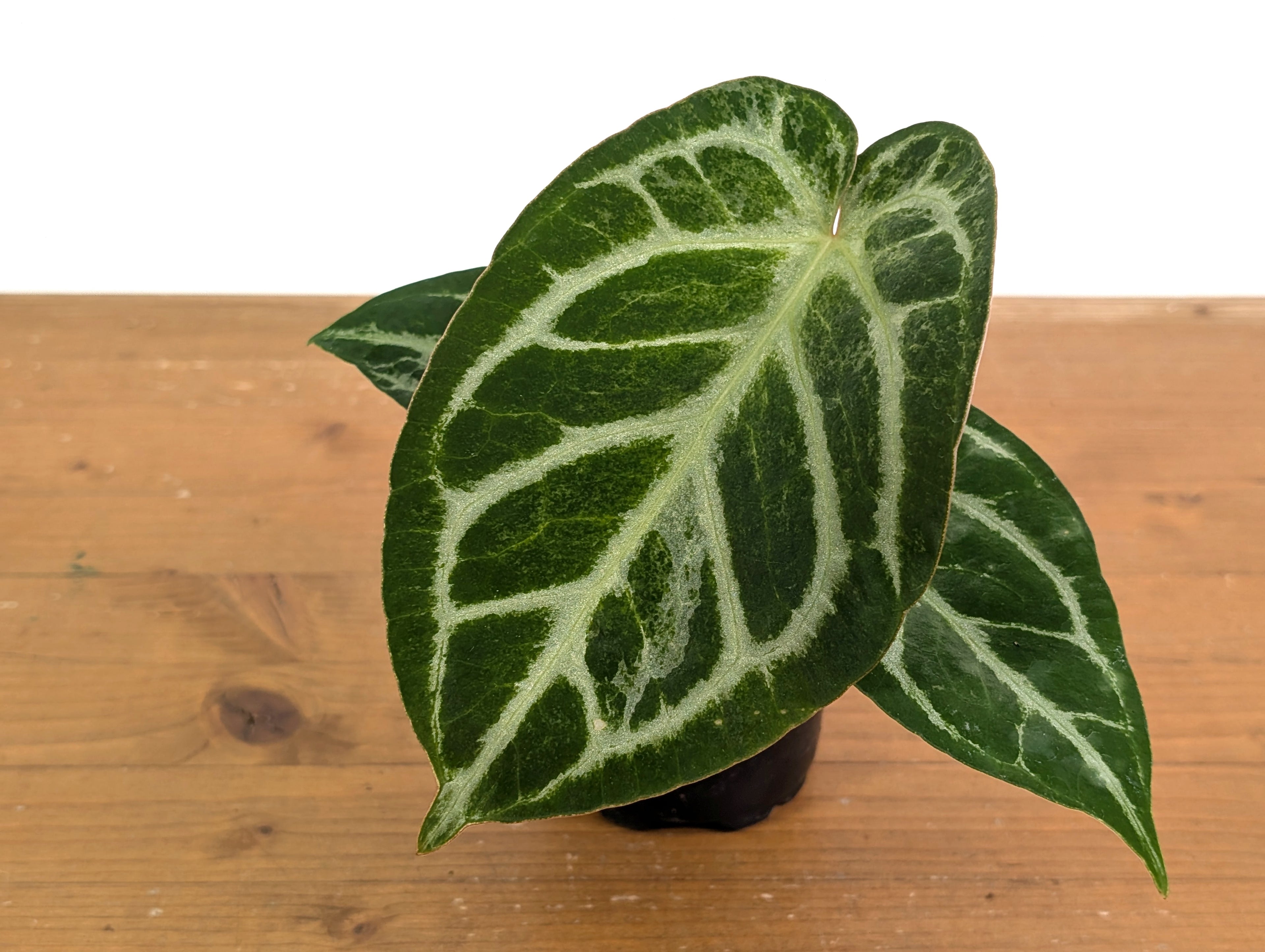 Exact Anthurium Silver Blush Variegated Mint in 4 Inch Pot