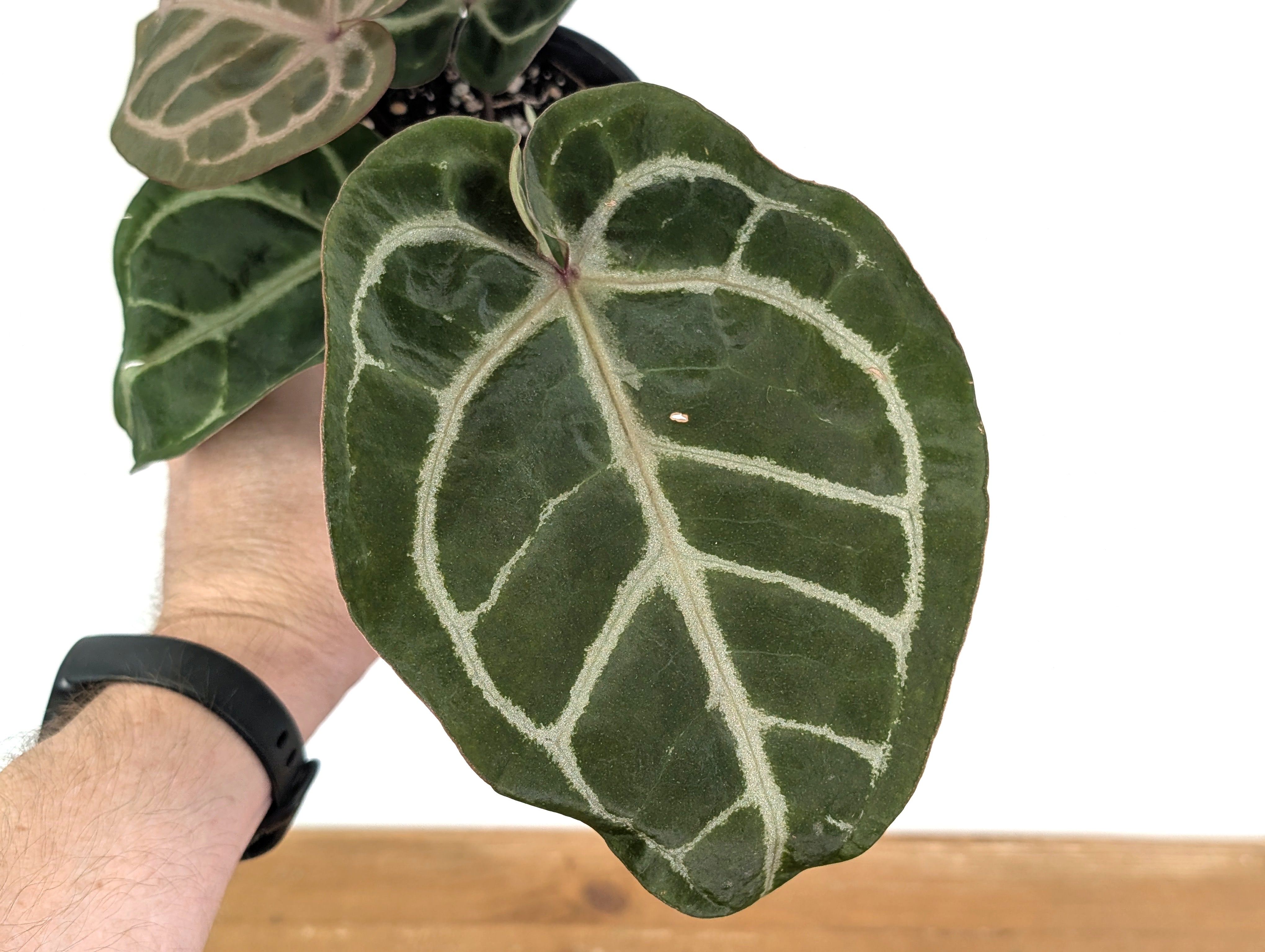 Anthurium Red Crystal x SKG Silver - 4 inch pots – Plantamani Plants