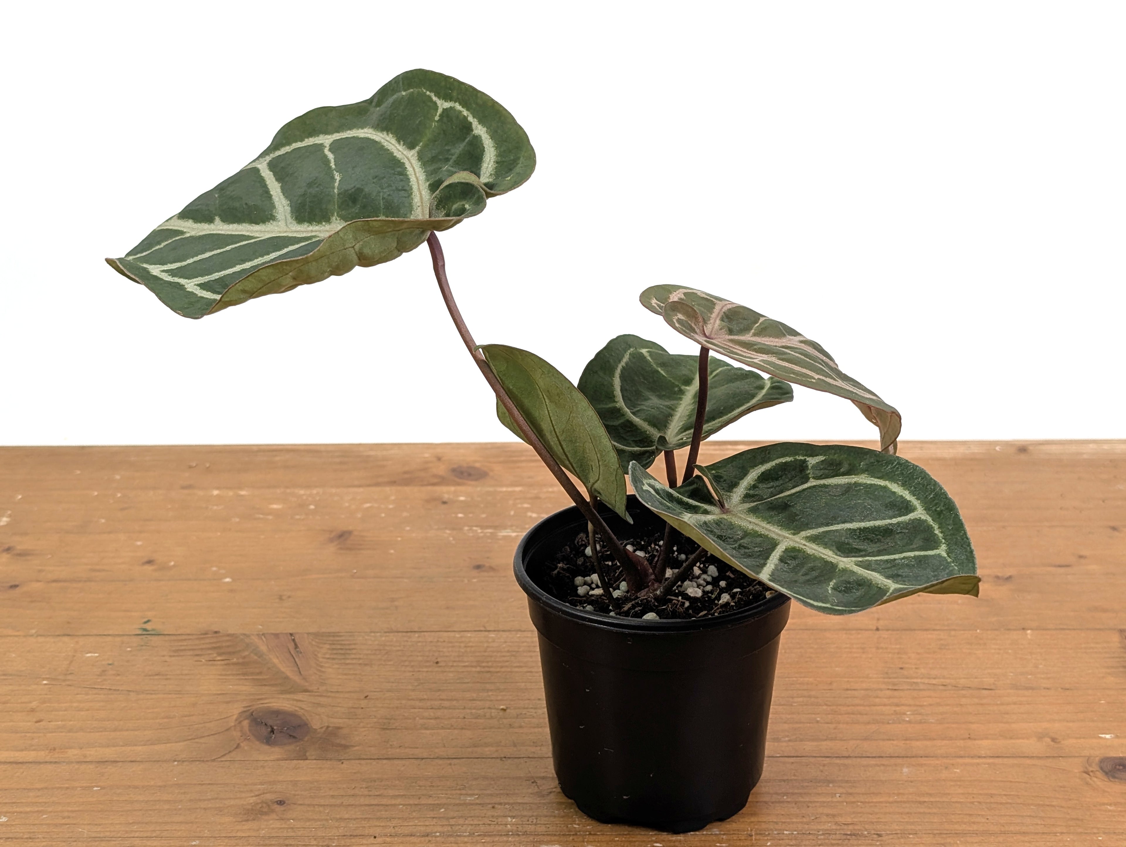 Anthurium Red Crystal x SKG Silver