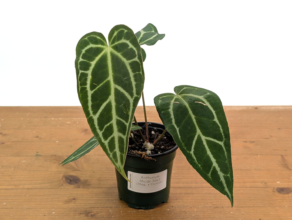 Anthurium Shuar Soul