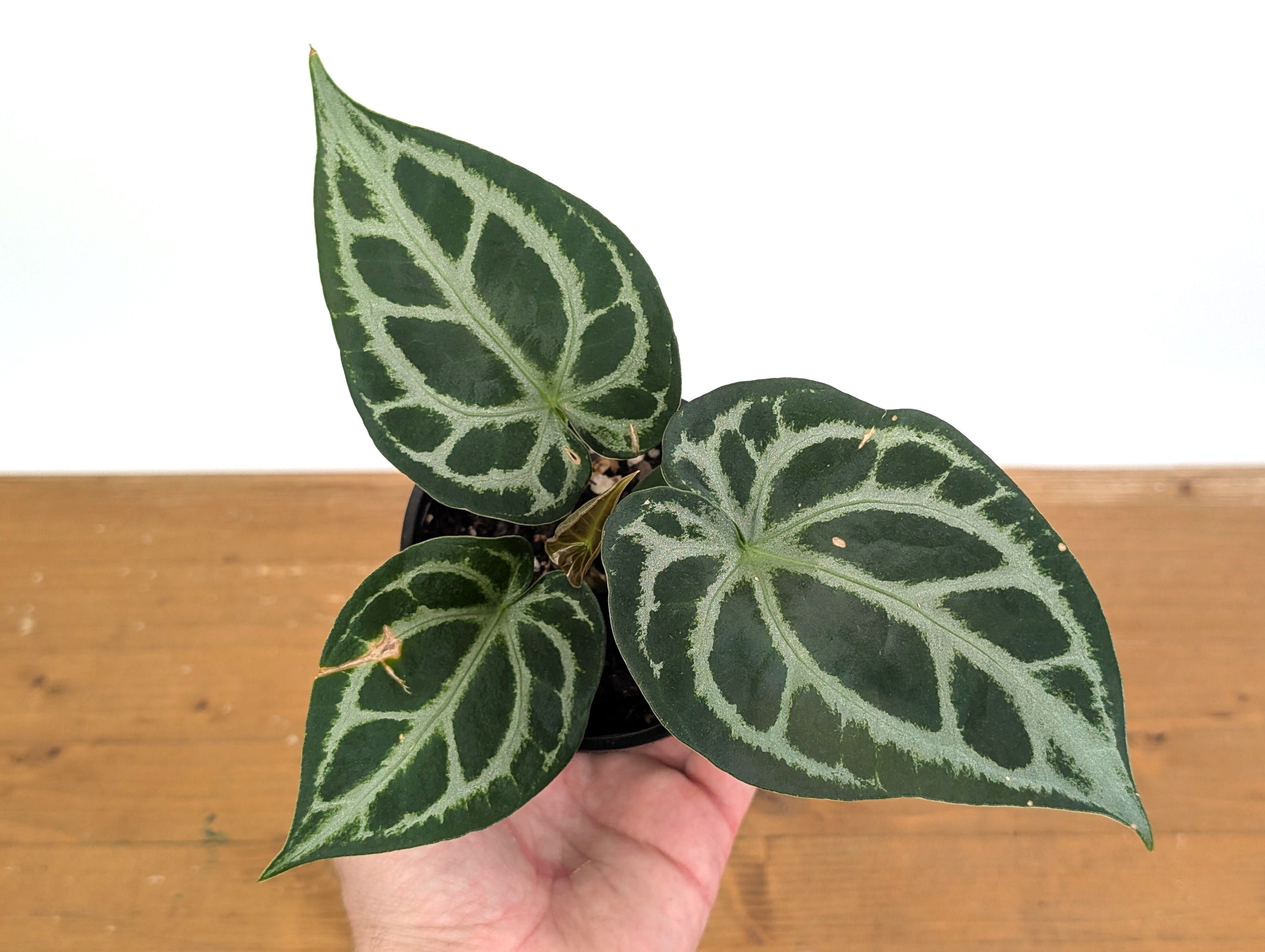 Anthurium Magnificent Silver (Forgetii x Magnificum)