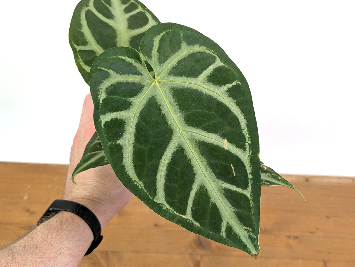 Anthurium Magnificum Silver